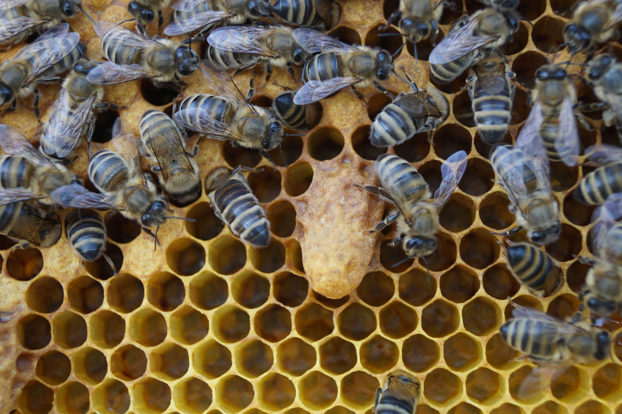 Weiselzelle mit Pflegebienen