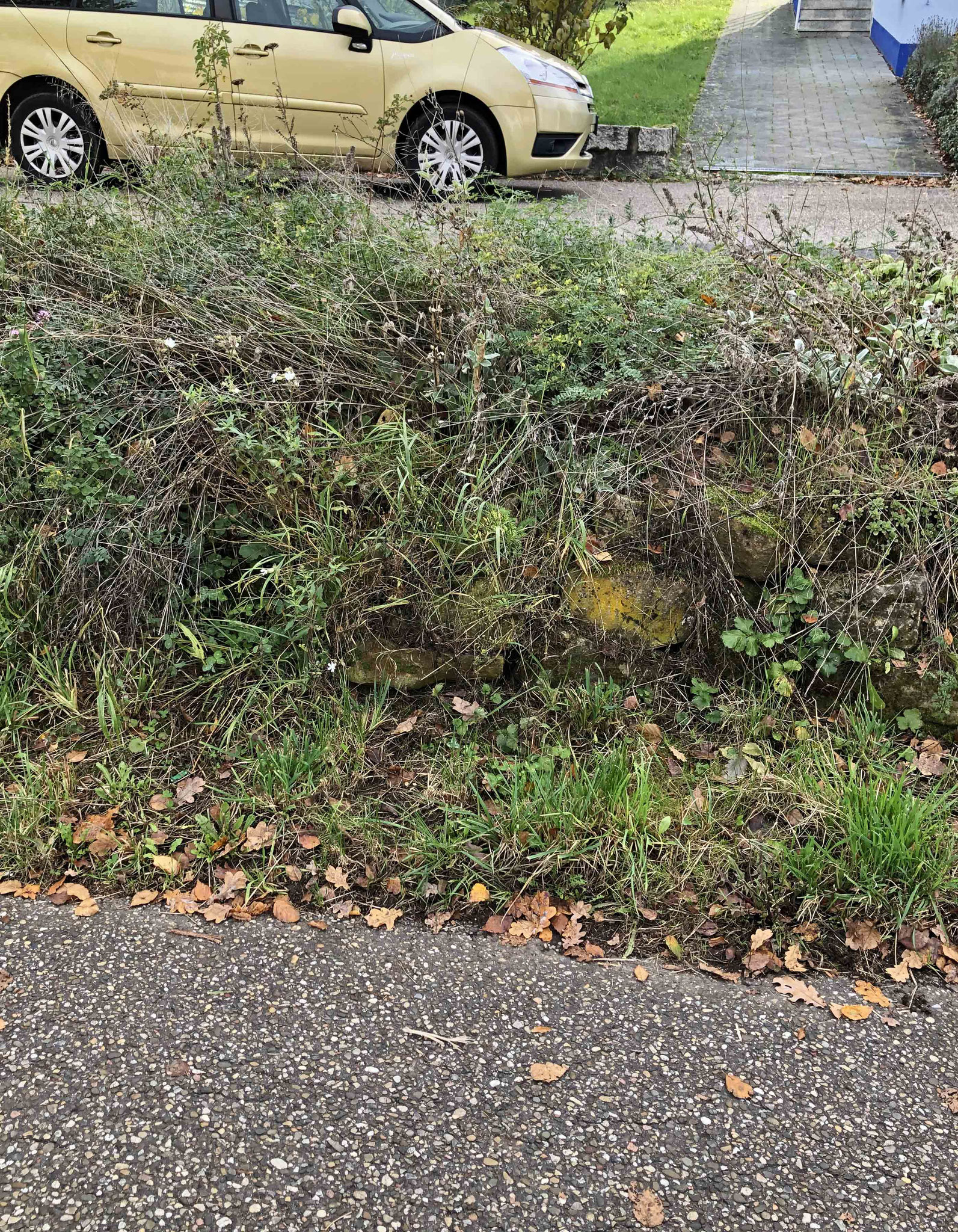 Die Trockenmauer am Radweg nach Dielheim vor der Pflege