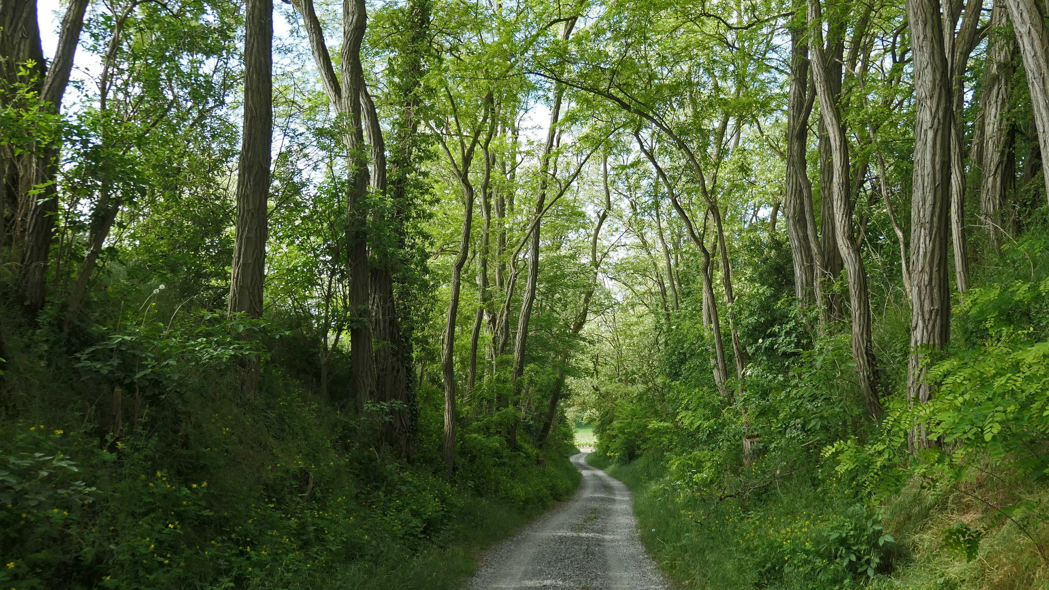 Lichtengrundhohle