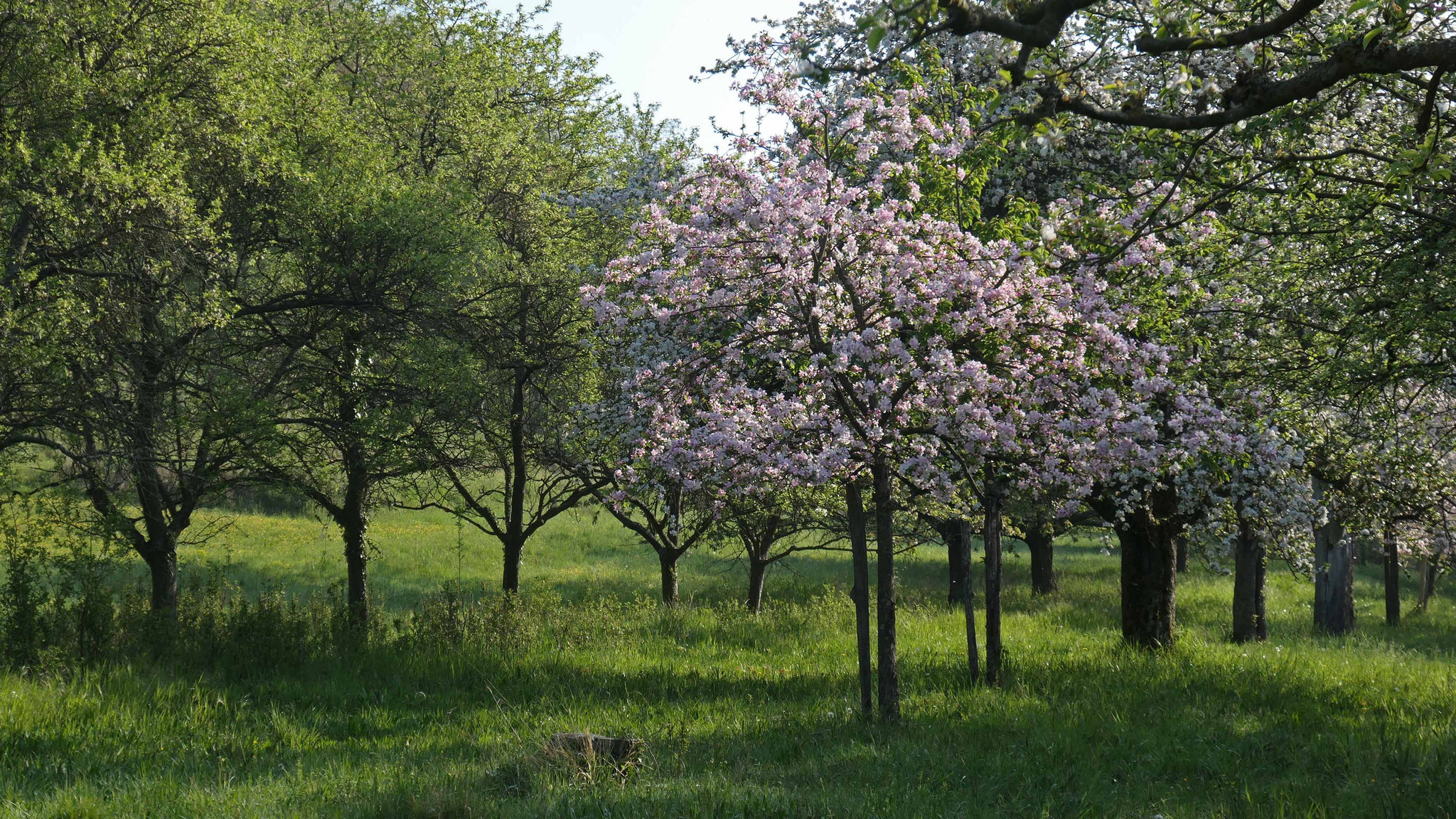 Bildergalerie Hohlenpfad südöstlich von Tairnbach (NSG Birkenwald bei Tafel 10, siehe Faltblatt), Fotos: A. Treffer