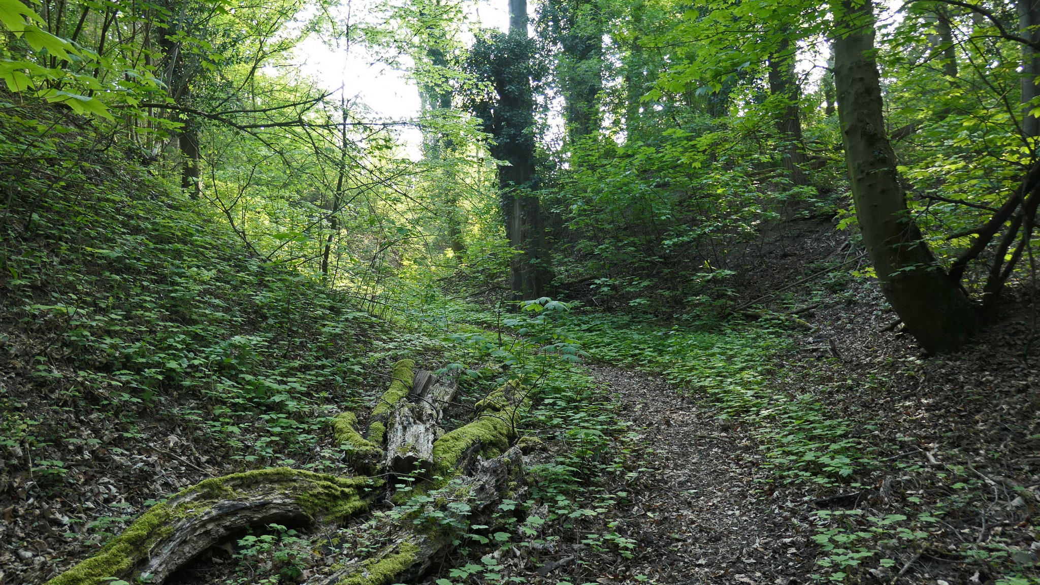Impressionen aus der Birkenwald-Klinge (4 Fotos)