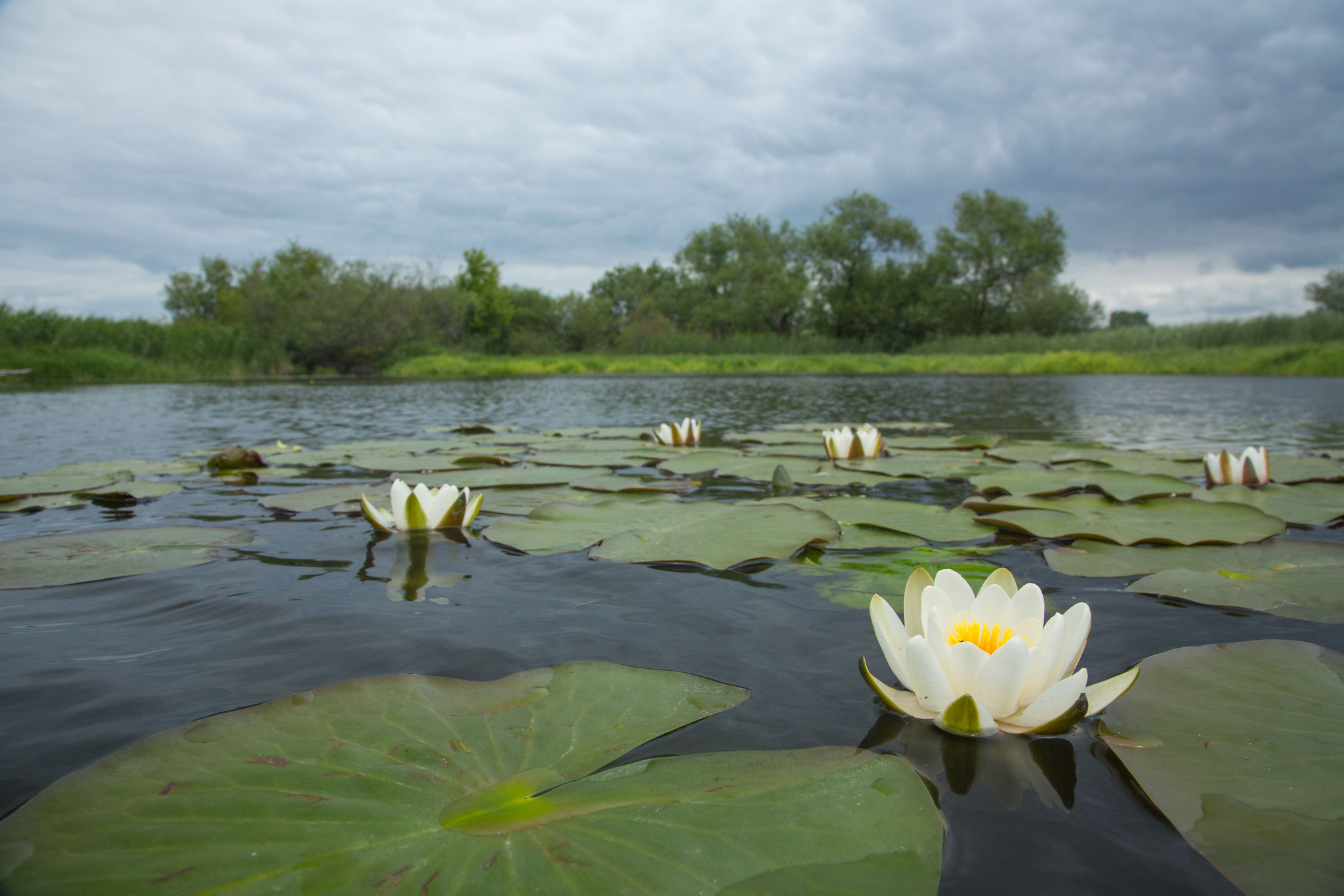 Seerose