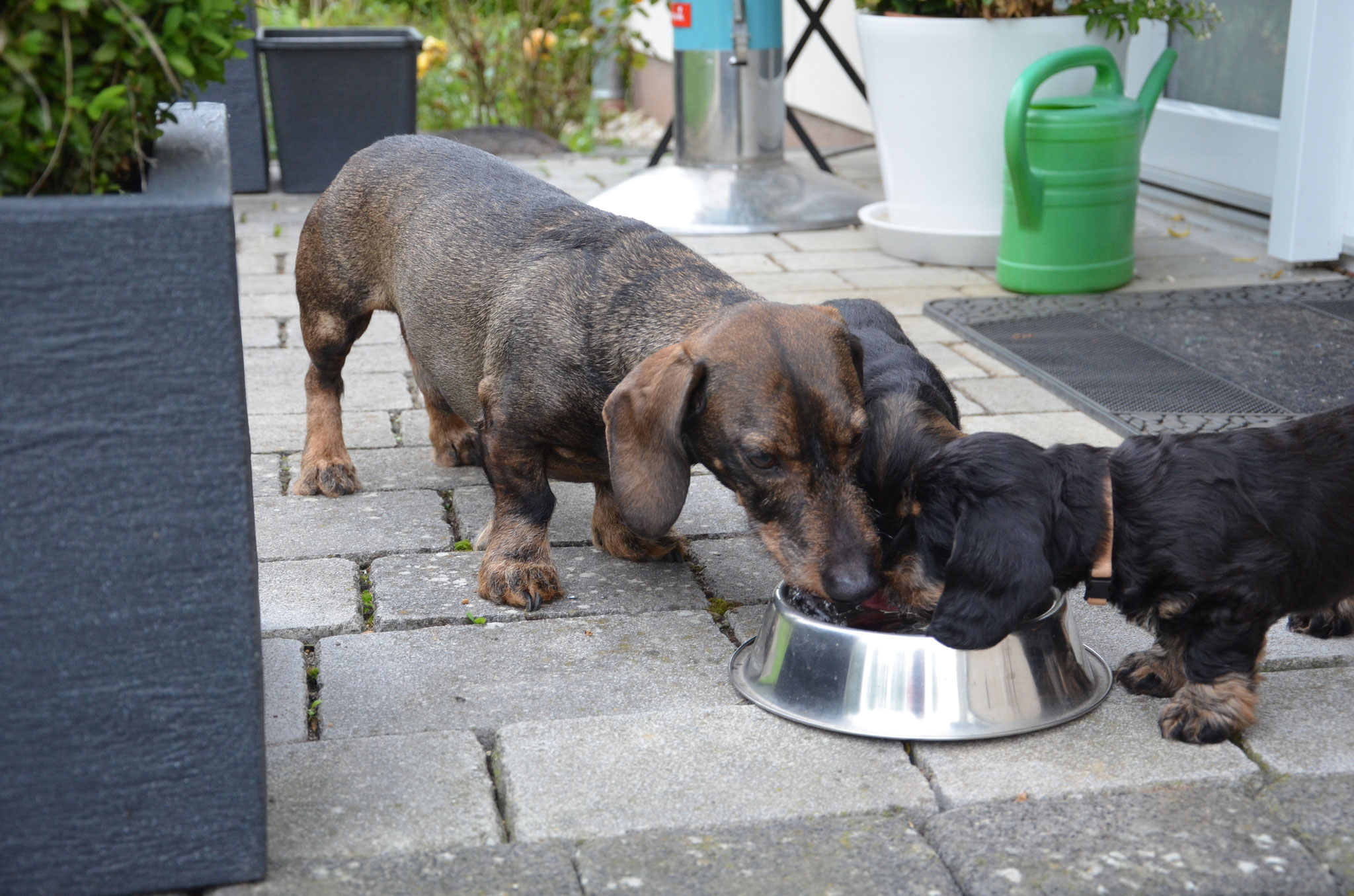 Bendix mit Lucie und Birdie