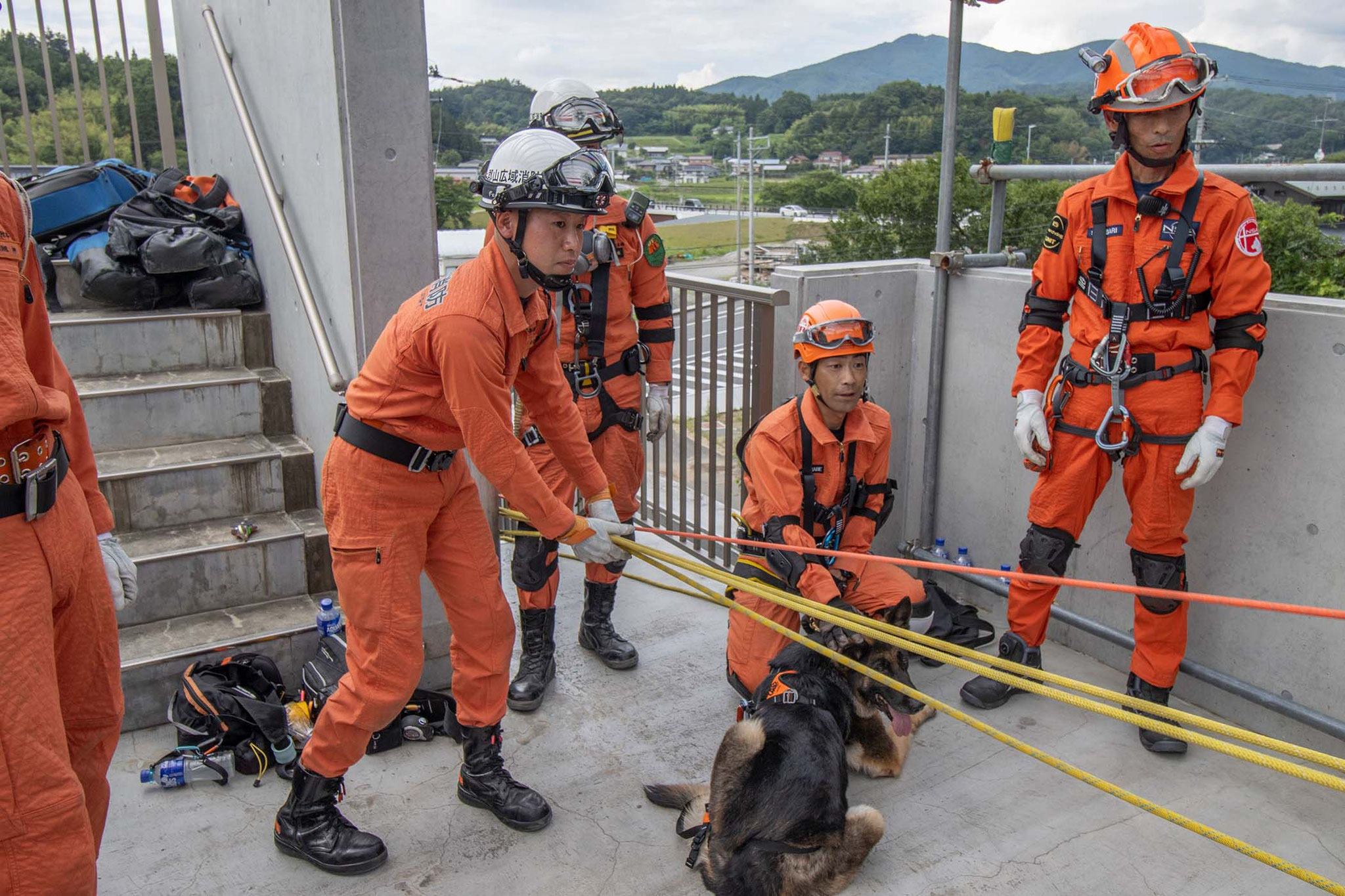 犬はじめてのロープ渡り成功