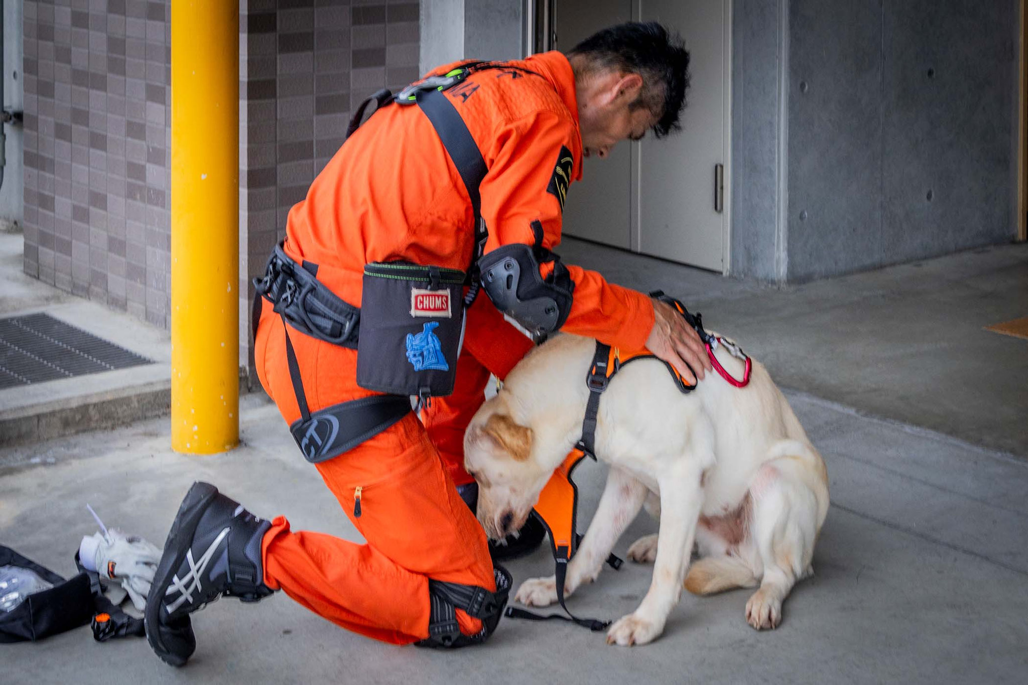 救助犬にハーネス装着