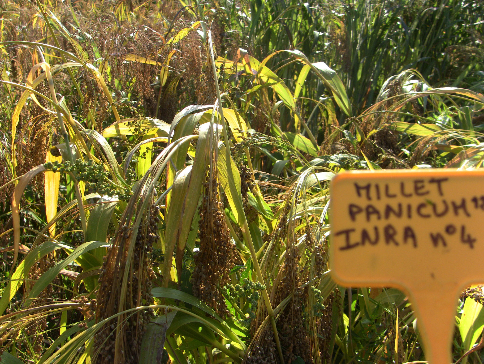 Millet rebaptisé "Noir brillant des Forges"