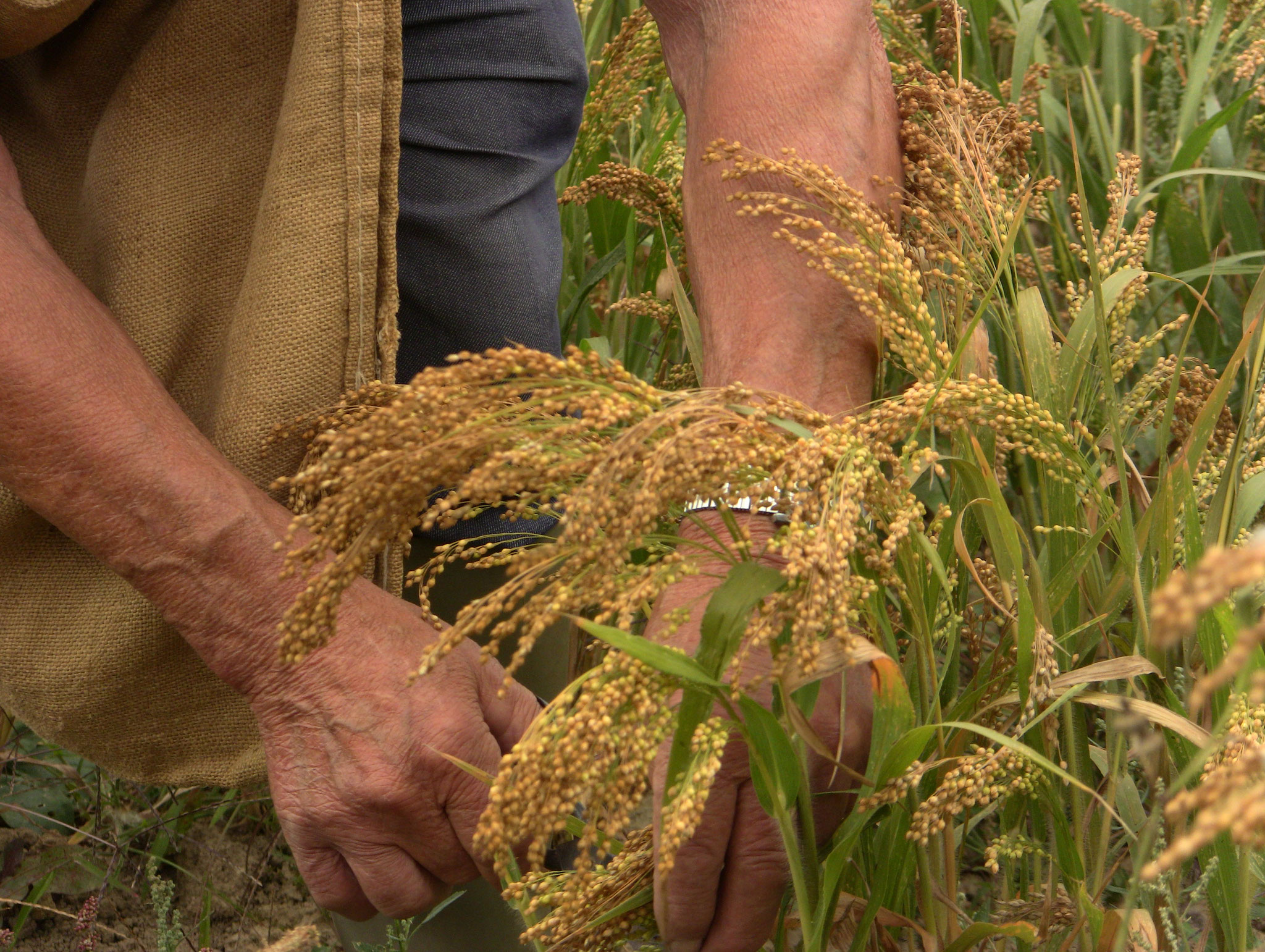 récolte à la main du millet (85)