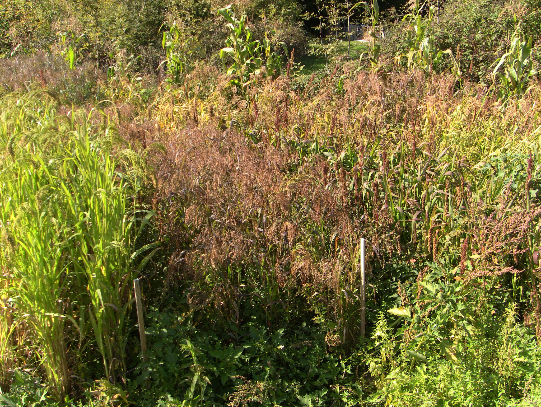 millets au jardin des Forges