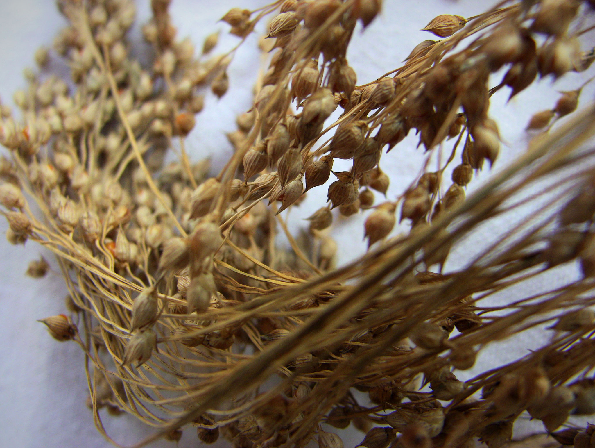 Panicum Rouge Beddes