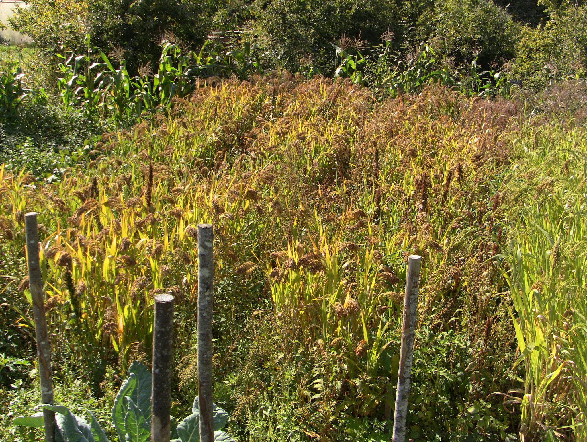 différentes variétés de Panicum Miliaceum