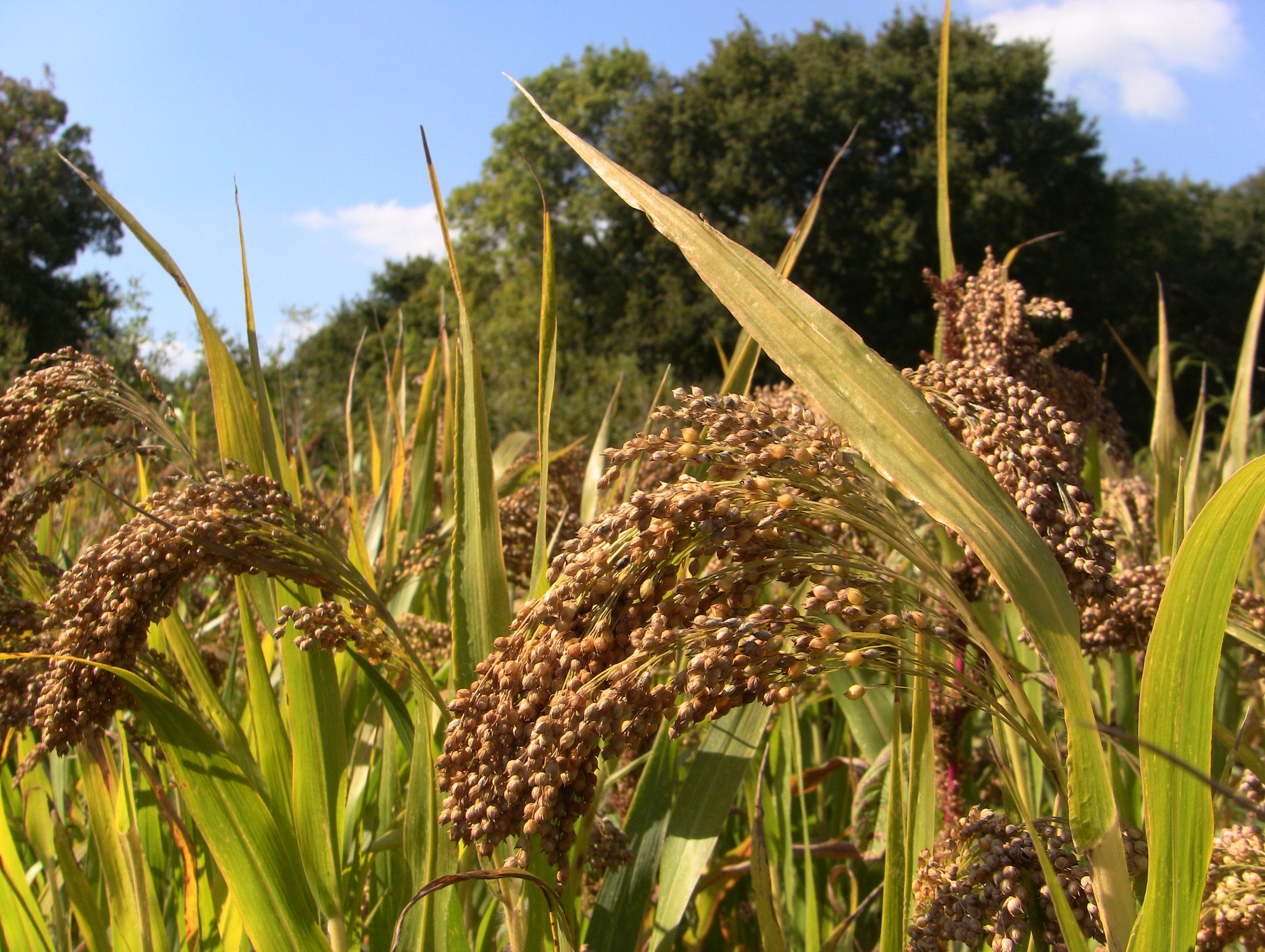 Panicum blanc