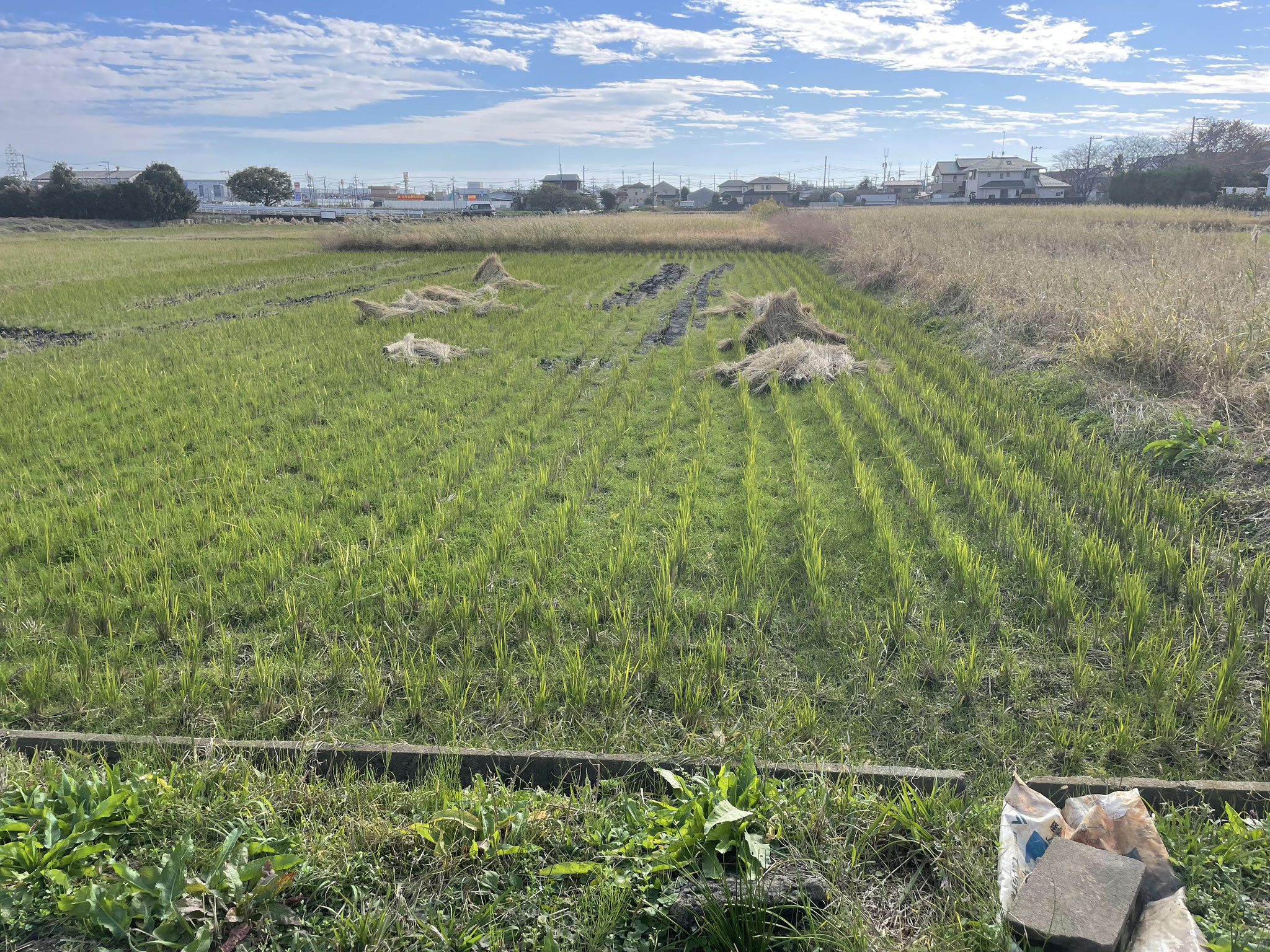 2023年11月契約（市街化調整区域の田）　神奈川県海老名市