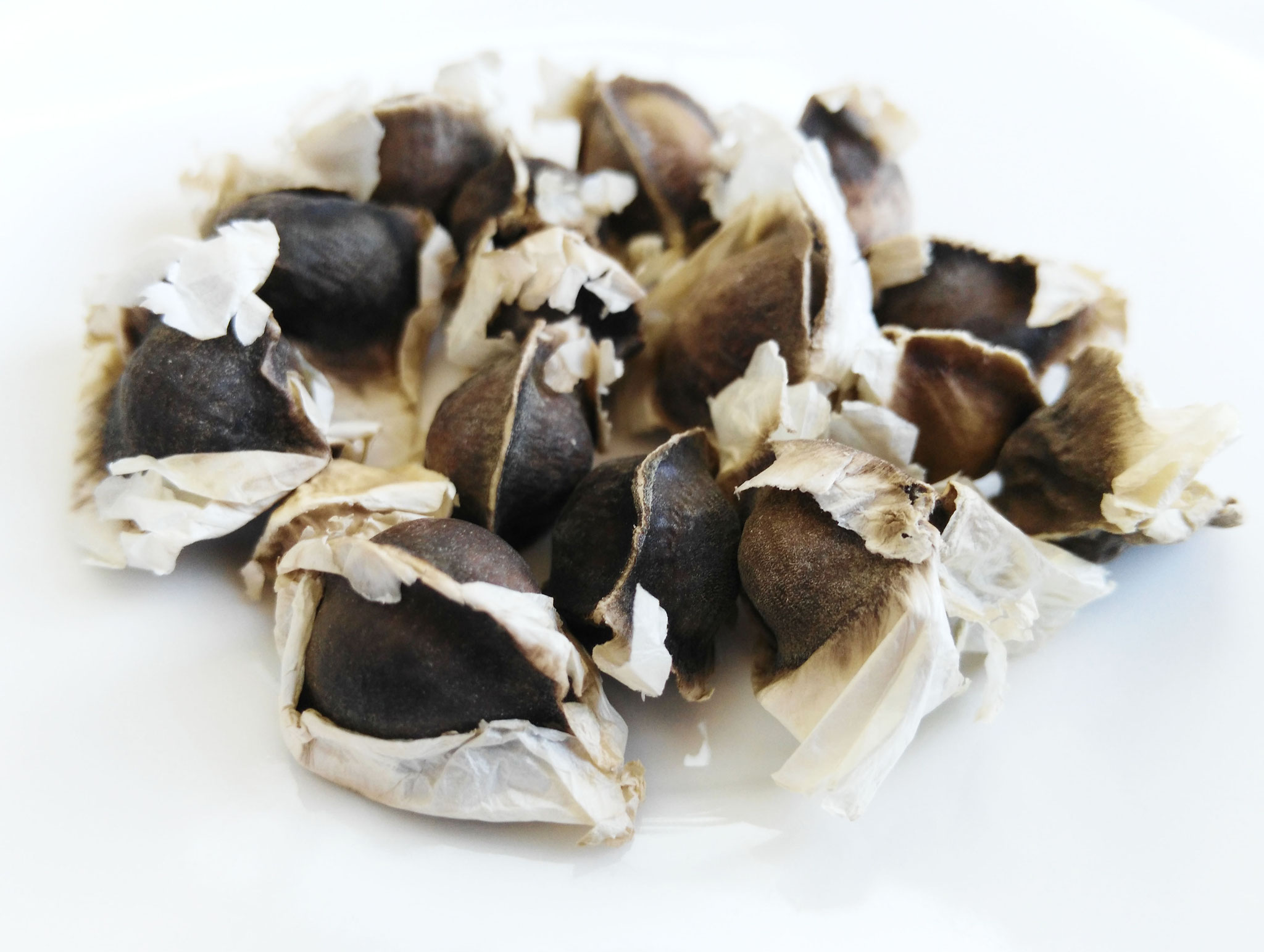 Semillas de Moringa Oleifera