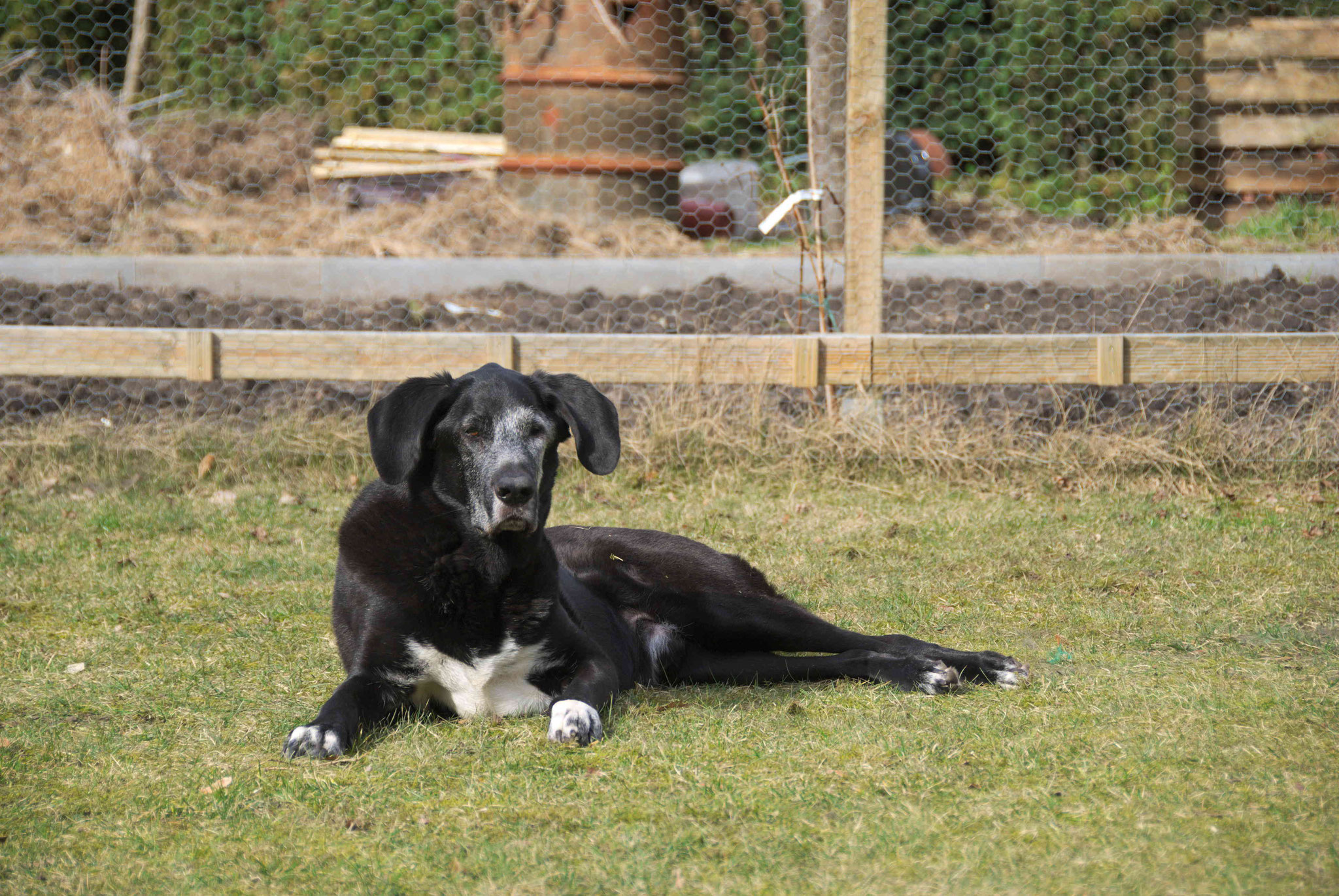 Hercules zu besuch bei uns im Garten