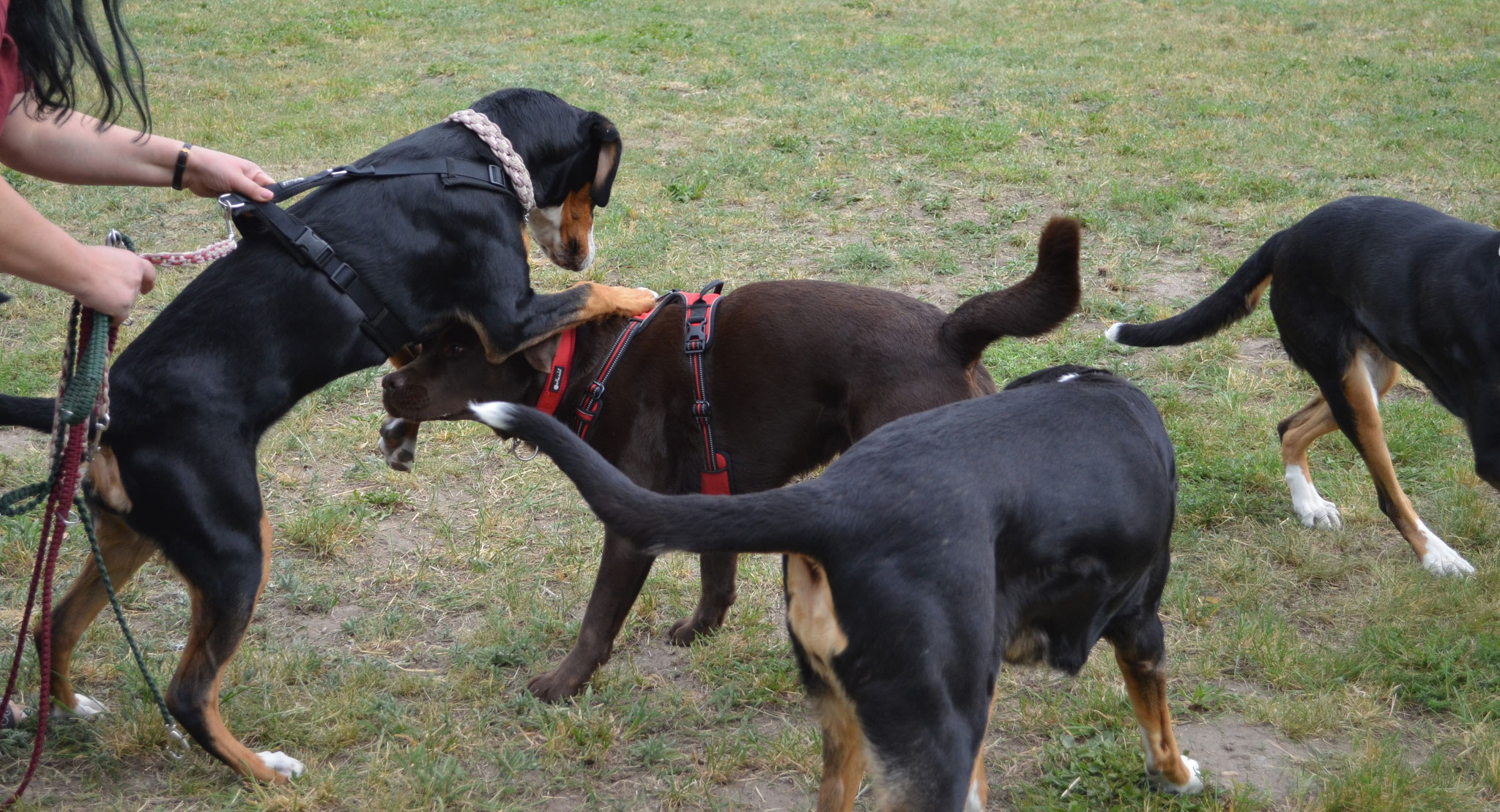 Ronja will jetzt sofort spielen!!