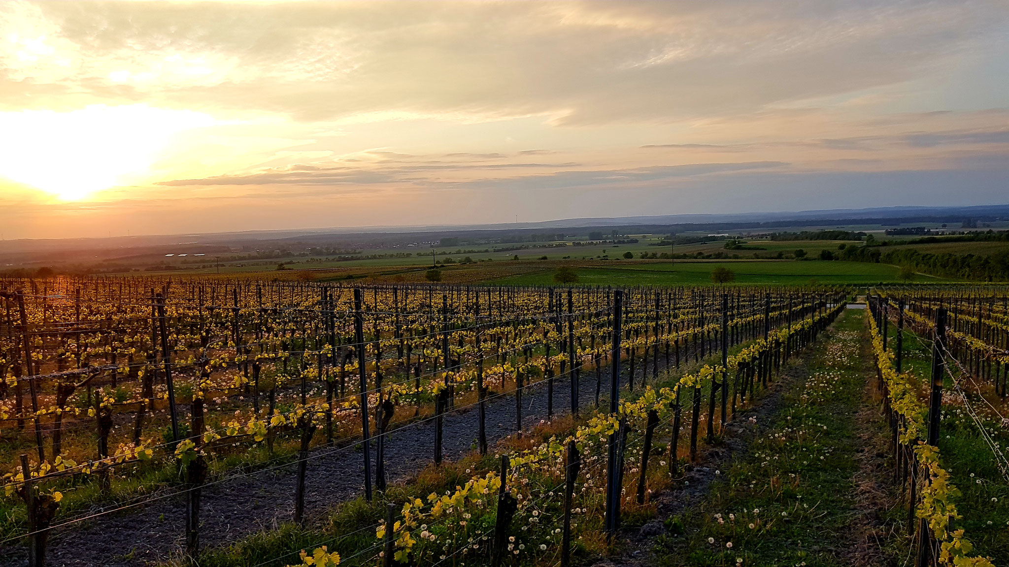 arbeiten im Sonnenuntergang 