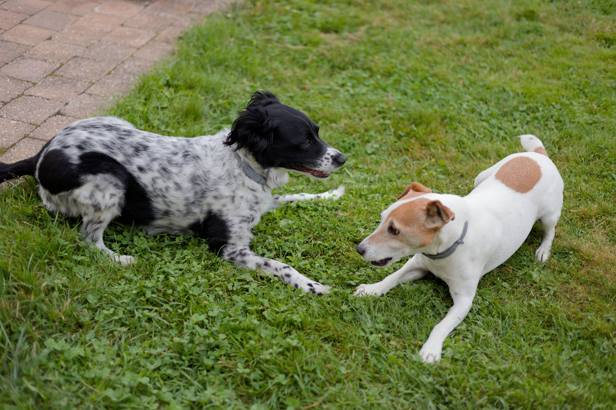 Oscar et Izzy