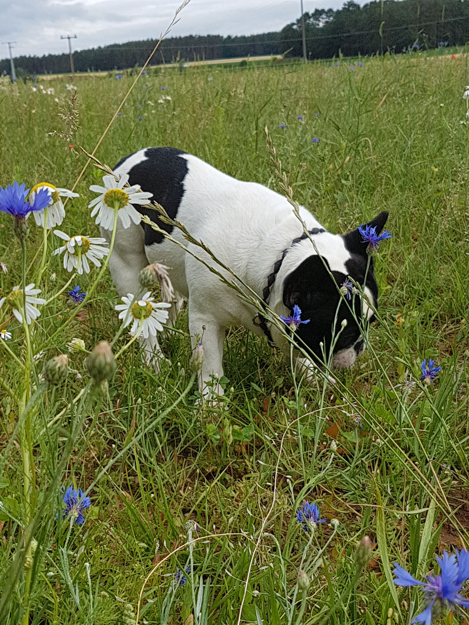 Frühjahr 2017