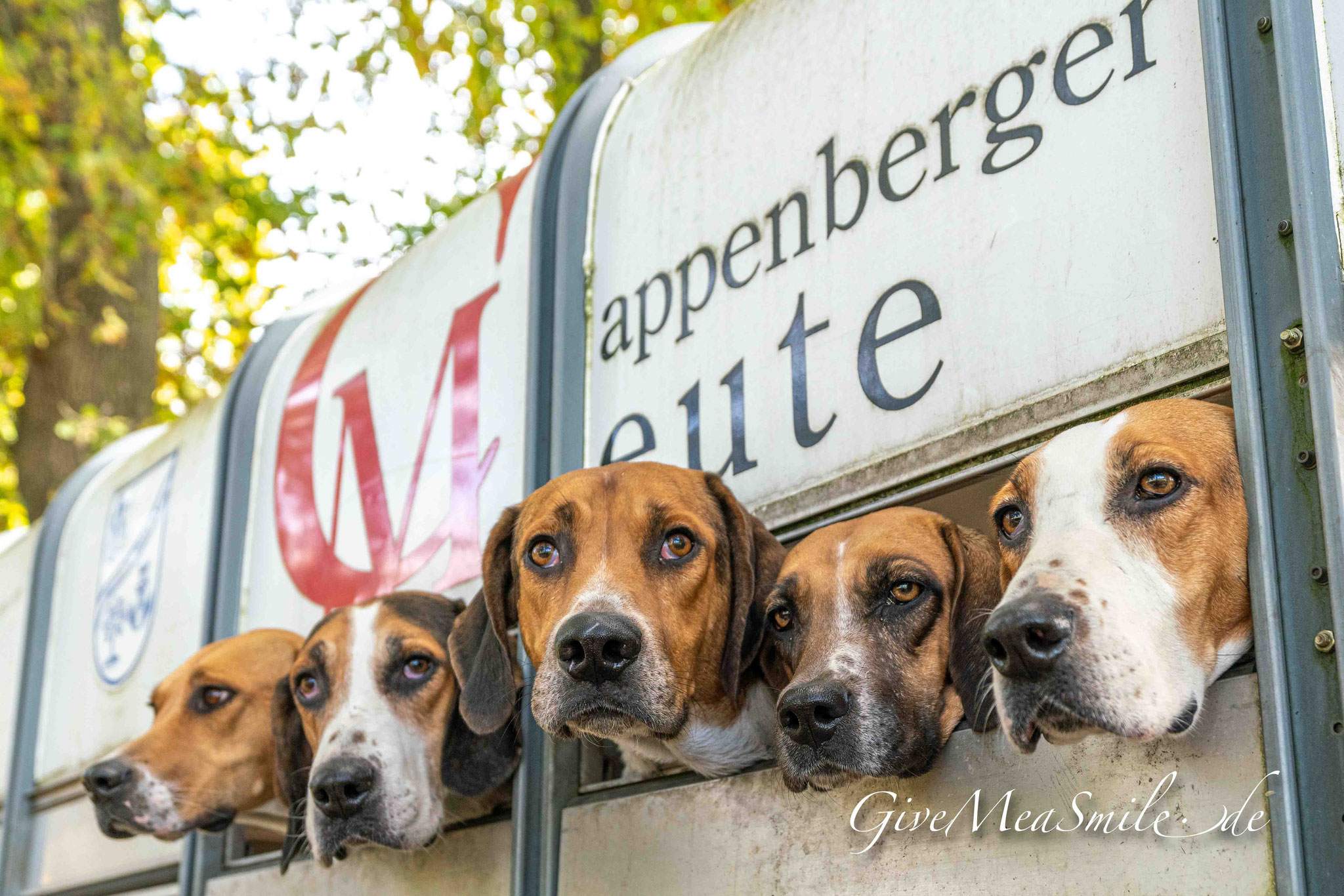 Jagdfotos vom Team @Givemeasmile.de auf der Fotojagd, Peter Jäger  #givemeasmilede #taunusmeute #cappenbergermeute #hermannsburg #misselhornerhof #misselhornerheide #foxhounds #beagles #jagdreiten #schleppjagd