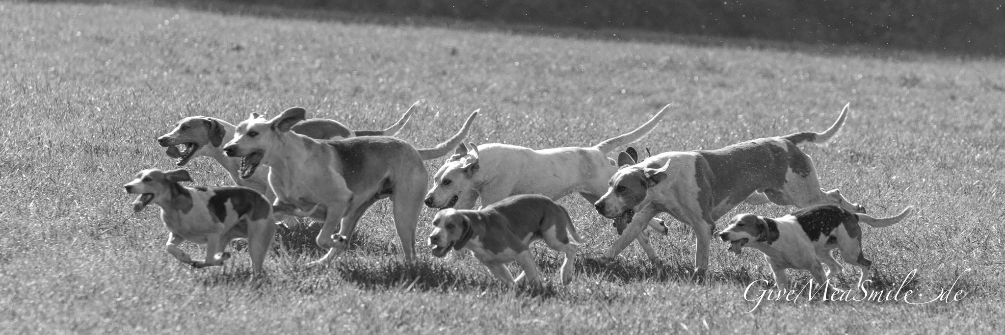 Jagdfotos vom Team @Givemeasmile.de auf der Fotojagd, Peter Jäger  #SchlossFasanerie #Fulda #Eichenzell #jagdreiterfulda #givemeasmilede #taunusmeute #foxhounds #beagles #jagdreiten #schleppjagd