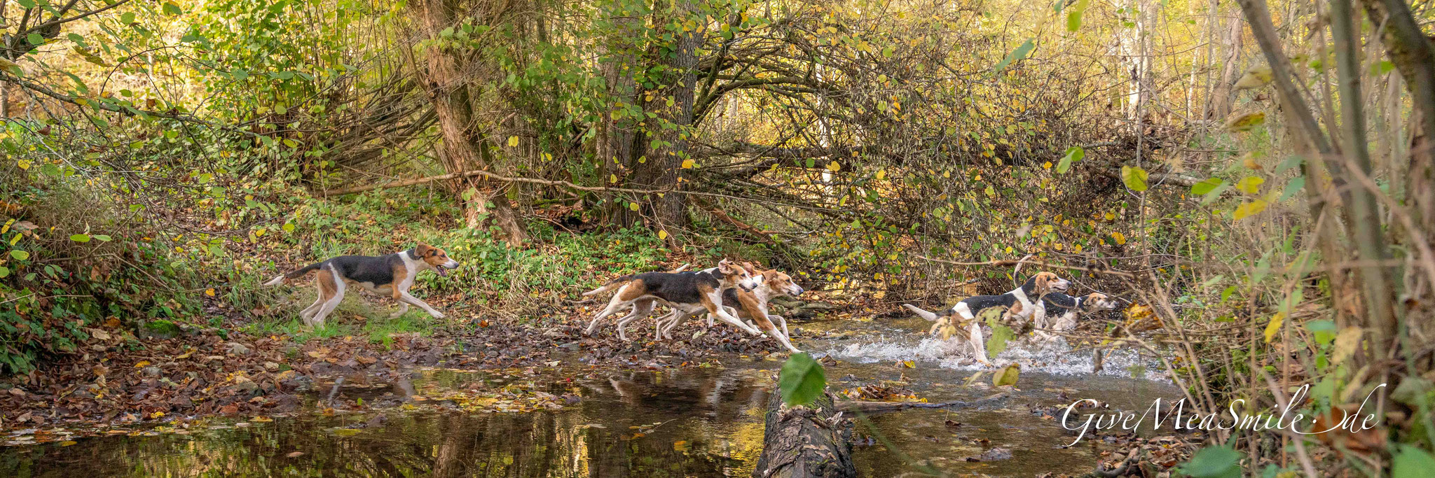 Jagdfotos vom Team @Givemeasmile.de auf der Fotojagd, Peter Jäger #Hardtmeute #BadischerSchleppjagdverein #GrandAngloFrancais #JagdhornbläserKünzelsau #jagdreiter #foxhounds #jagdreiten #schleppjagd
