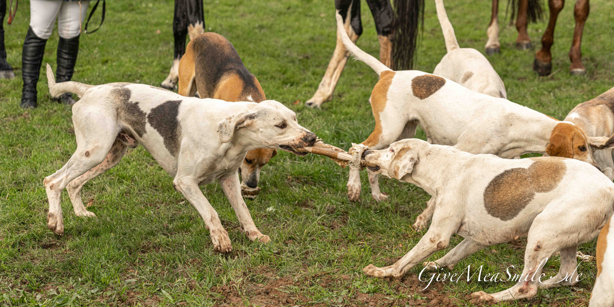 Jagdfotos vom Team @Givemeasmile.de auf der Fotojagd, Peter Jäger #givemeasmilede #taunusmeute #ReitstallRosenhof #Buedingen #jagdreitertage #foxhounds #beagles #jagdreiten #schleppjagd