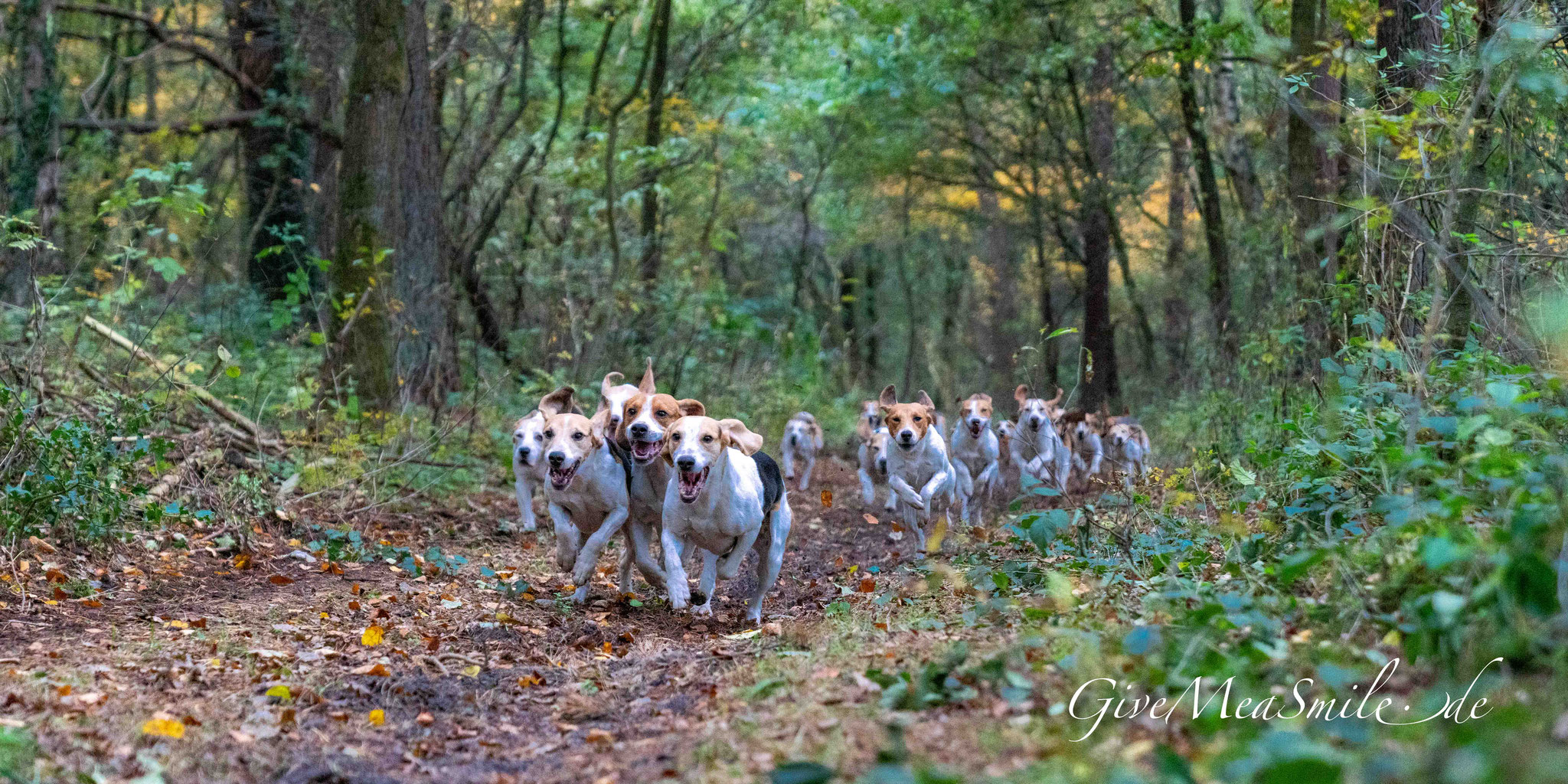 Jagdfotos vom Team @Givemeasmile.de auf der Fotojagd, Peter Jäger  #Eggermühlen #RuFEggermühlen #Beaglemeutemünsterland #givemeasmilede #foxhounds #beagles #jagdreiten #schleppjagd