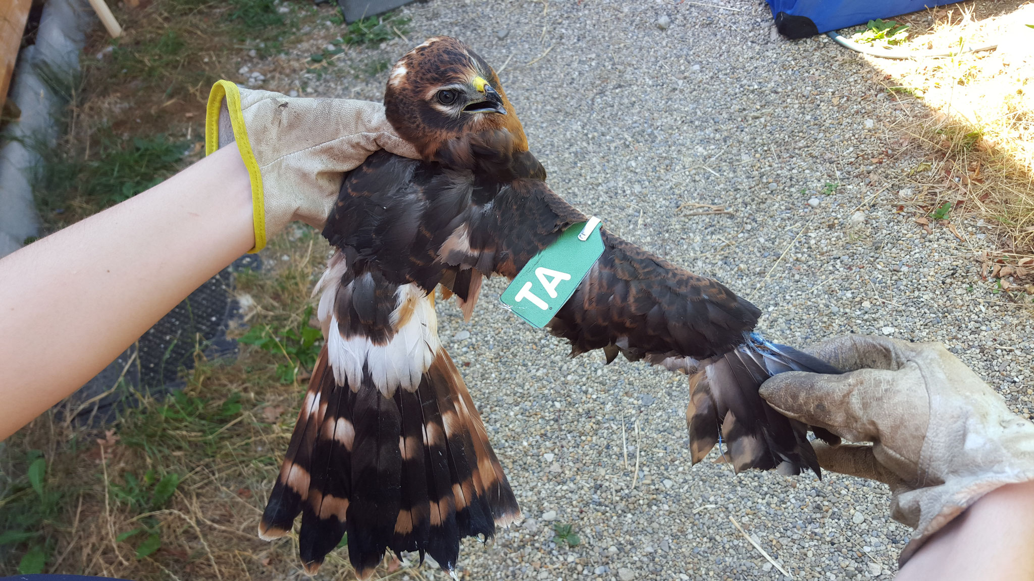 Flügeloberseite mit Marke - das Männchen stammte aus dem LBV-Schutzprogramm; Foto N. Haas