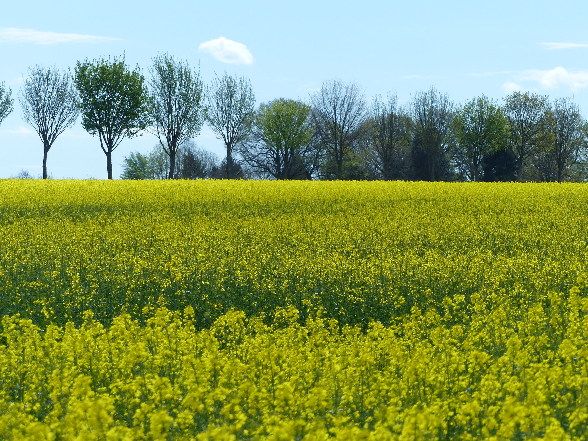 Rapsblüte im Oberbergheimer Feld