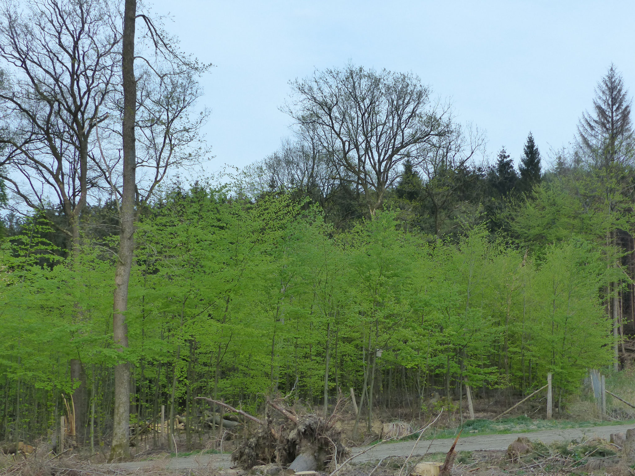 Frühling im Arnsberger Wald 