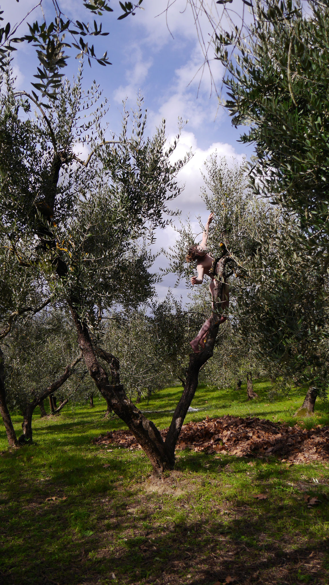 Danse avec les arbres