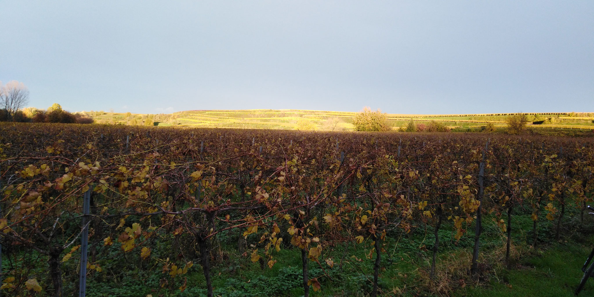 Goldener Oktober