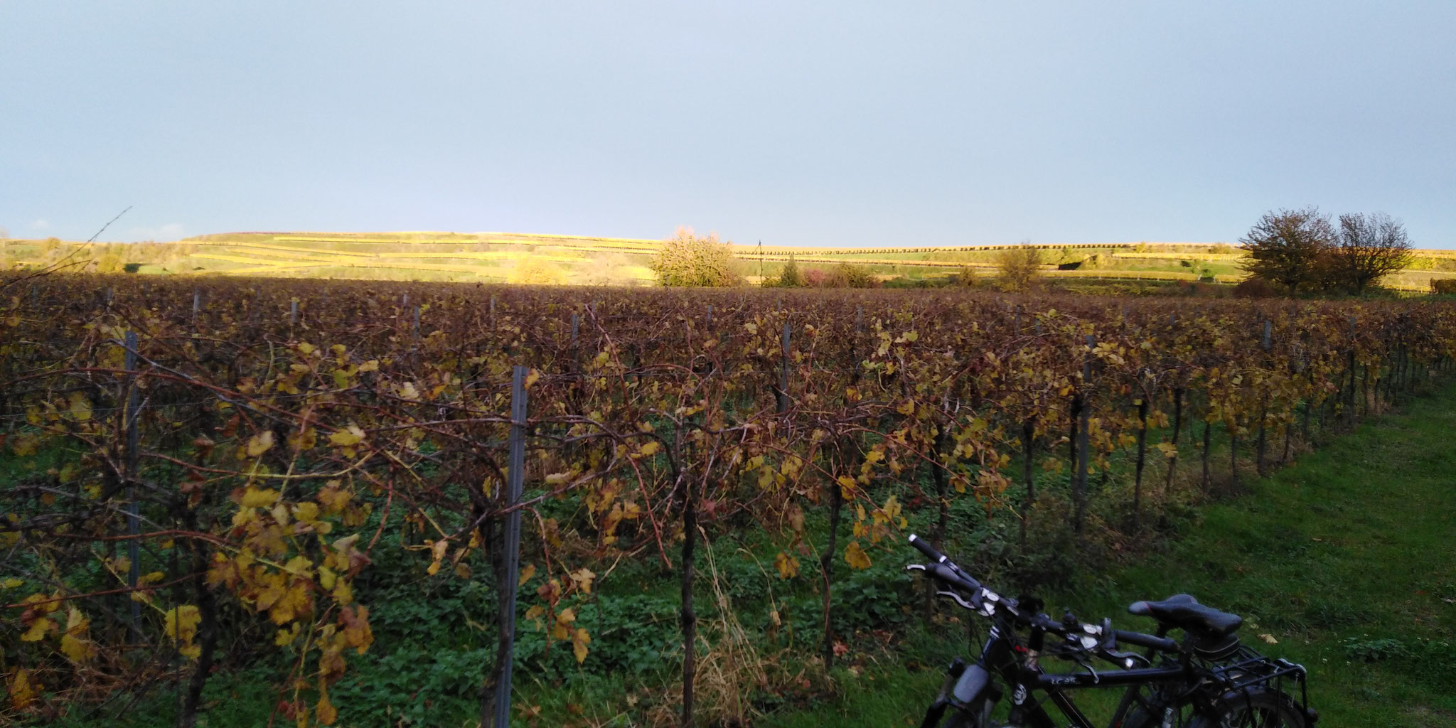 Mitten in den Weinbergen
