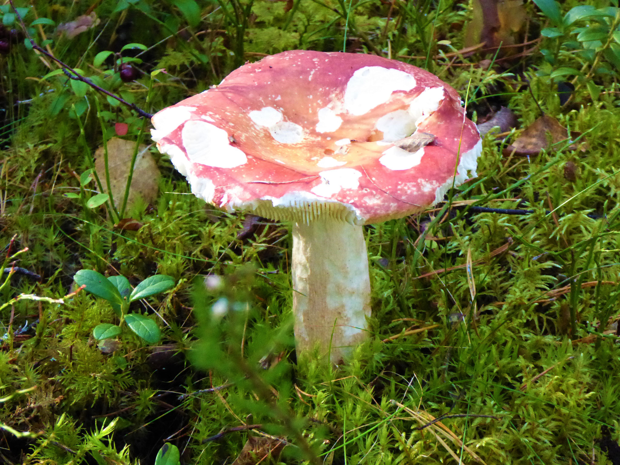 ... and in the forest nearby
