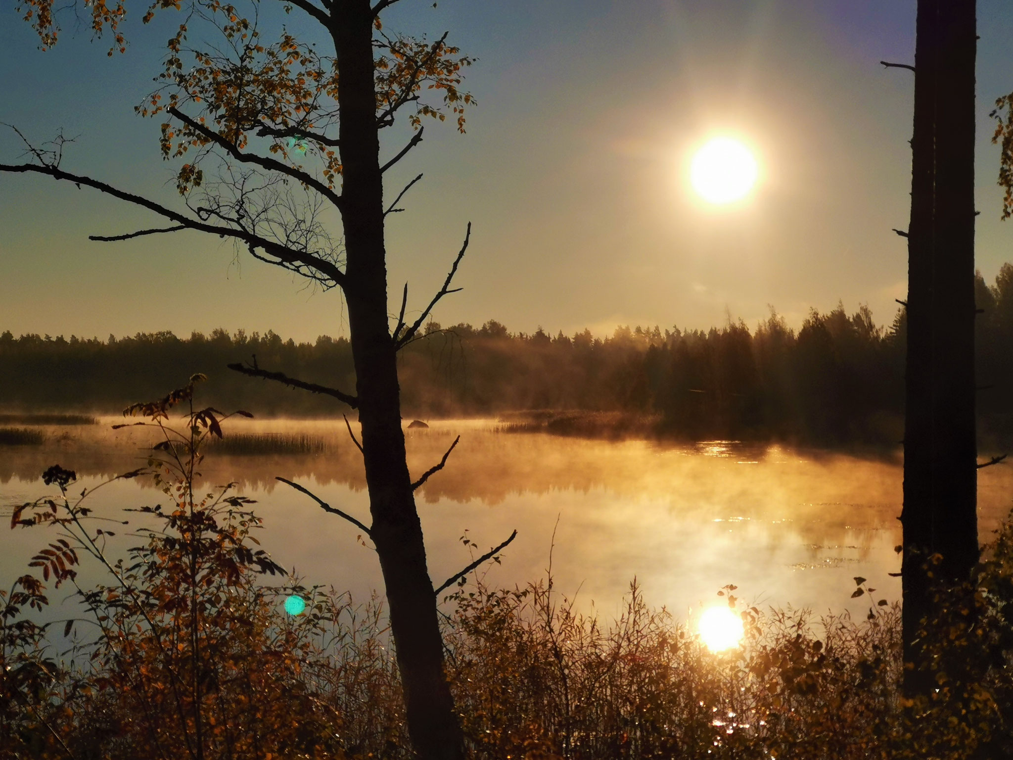 Finnish "Ruska" at lake and forest