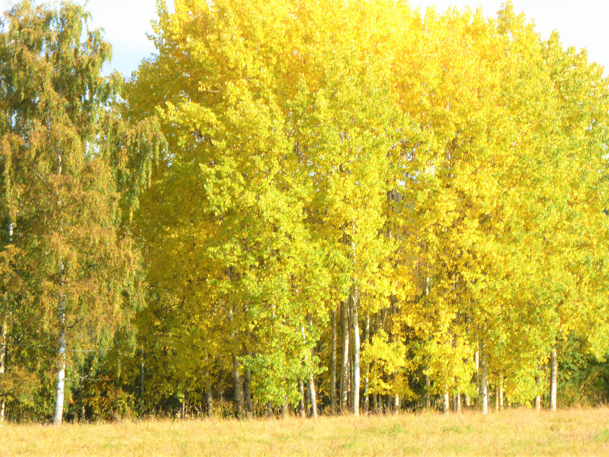 Indian summer. Finnischer Herbst erleben.