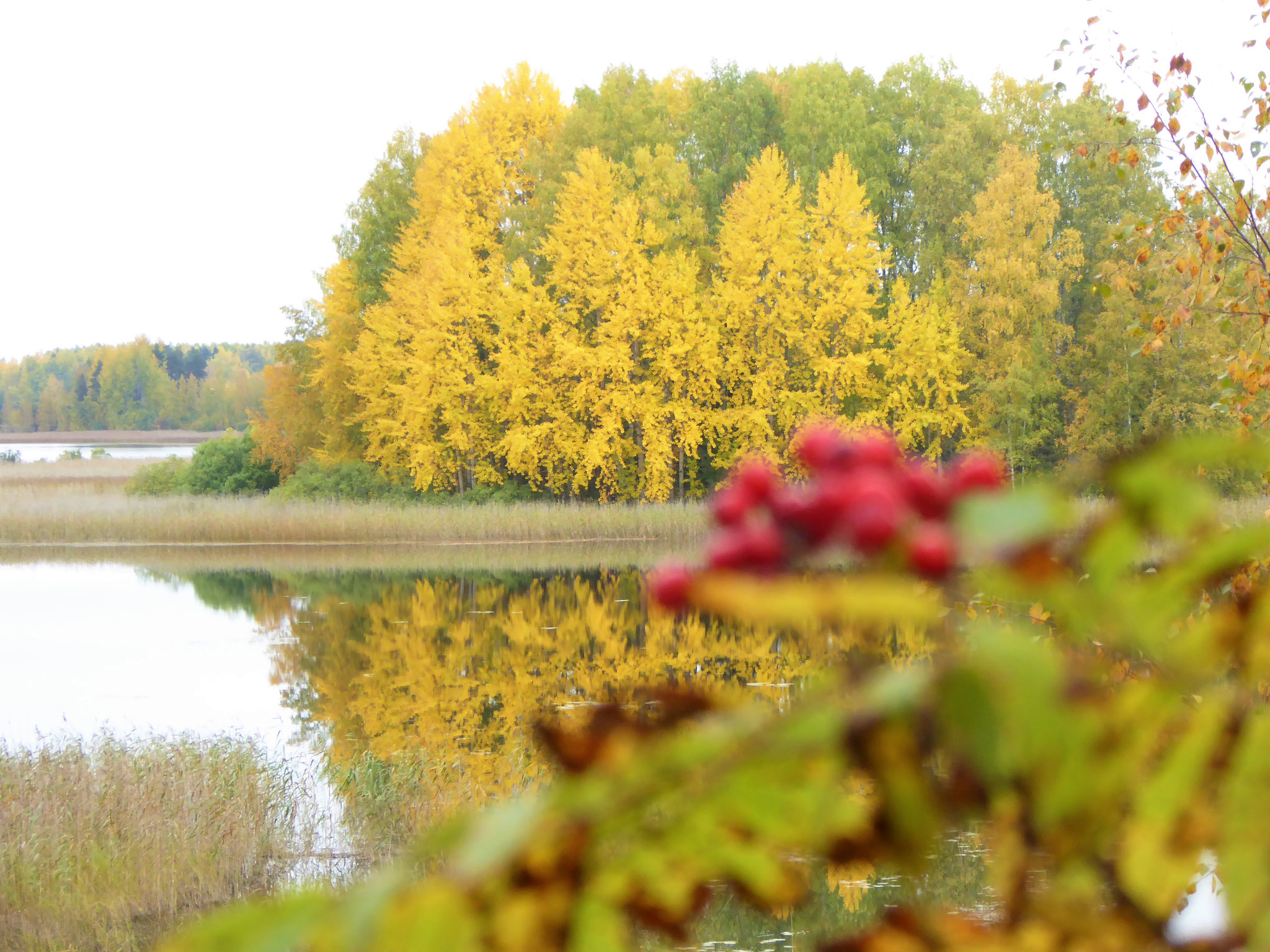 "Ruska", Indian Summer, at Finnish lakes and forests