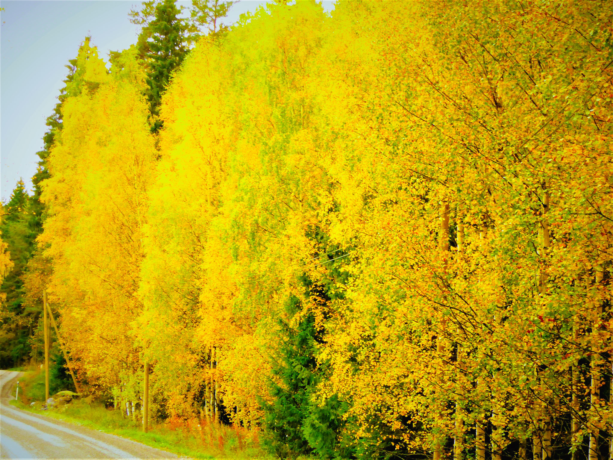 Enjoy "Ruska" during hiking or nordic walking