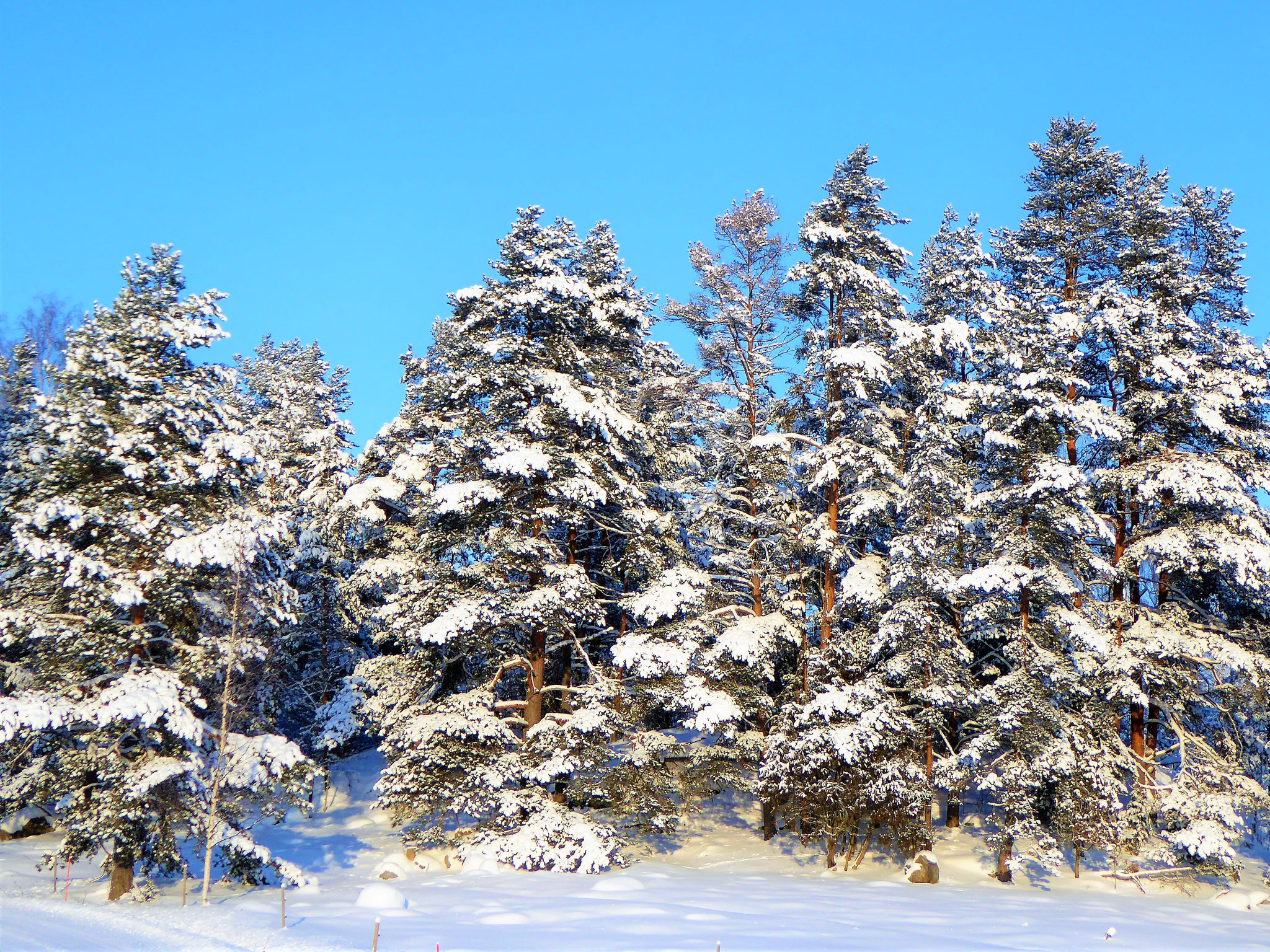 Take our included “All terrain skis” or snowshoes