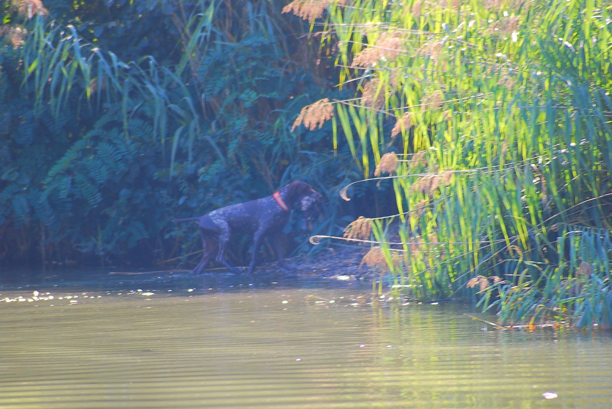 Der 12jährige Iltis arbeitet immer noch zuverlässig am Wasser.