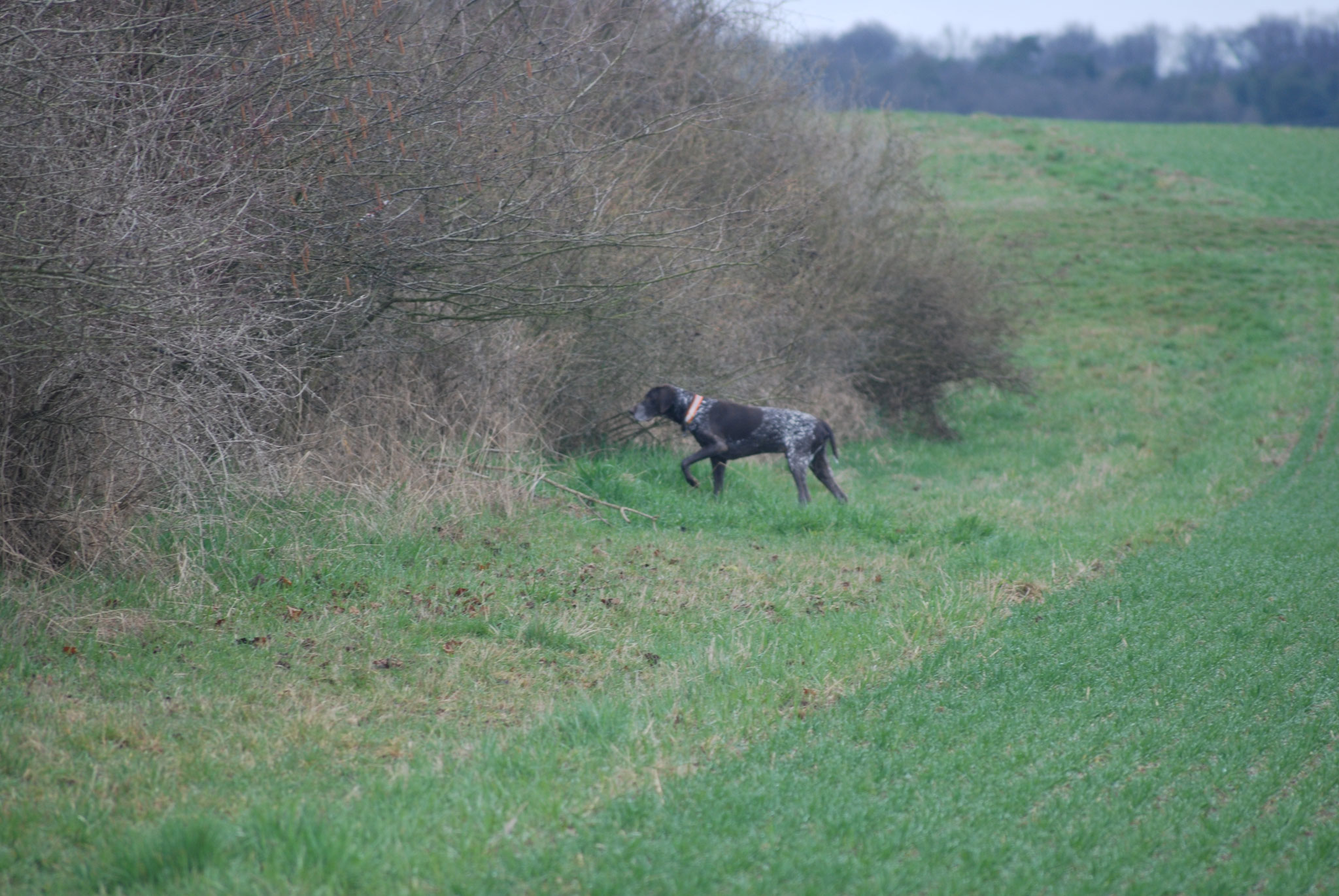 Der Hund des Ausbildungsleiters ...