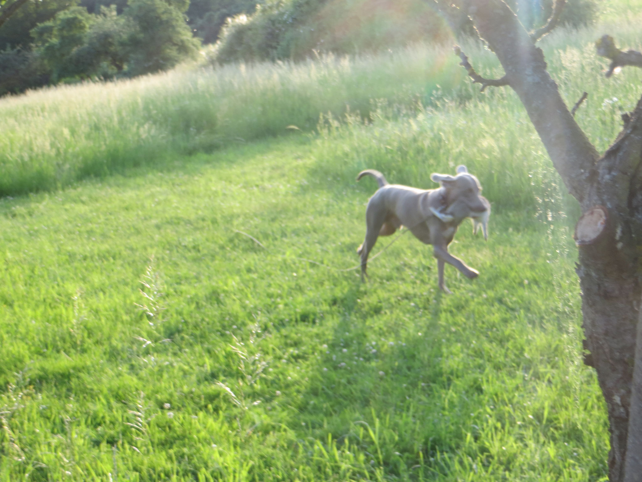 Der Weimaraner Amras holt das Kanin ...