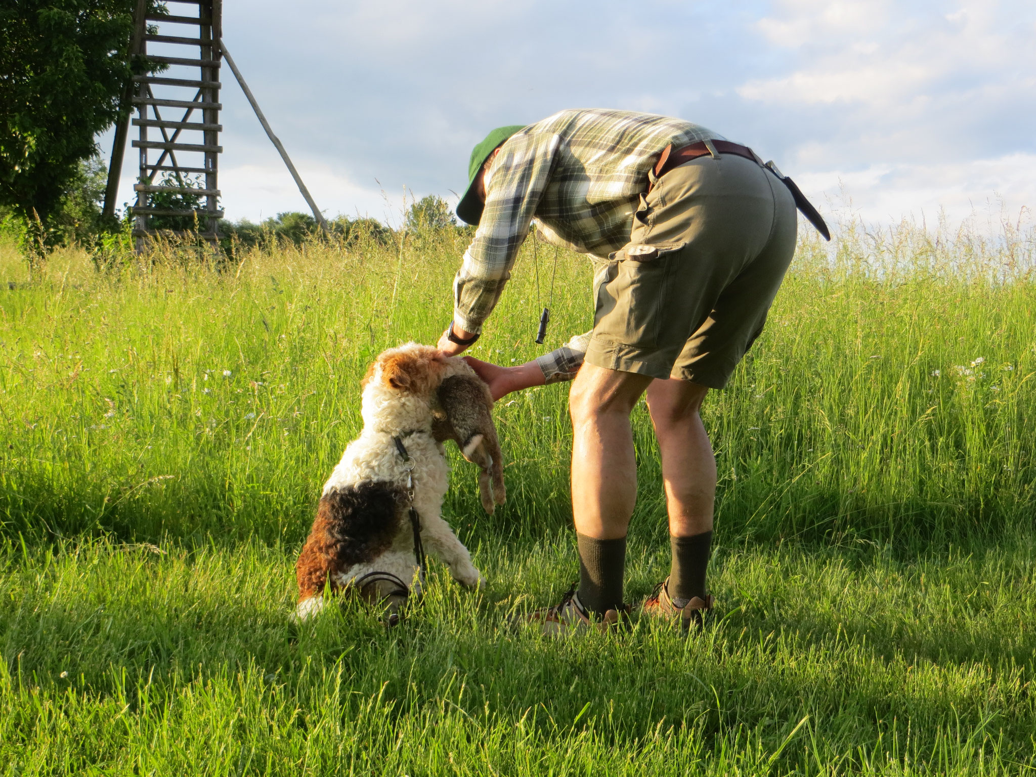 Foxterrier Gustl will noch überzeugt werden.