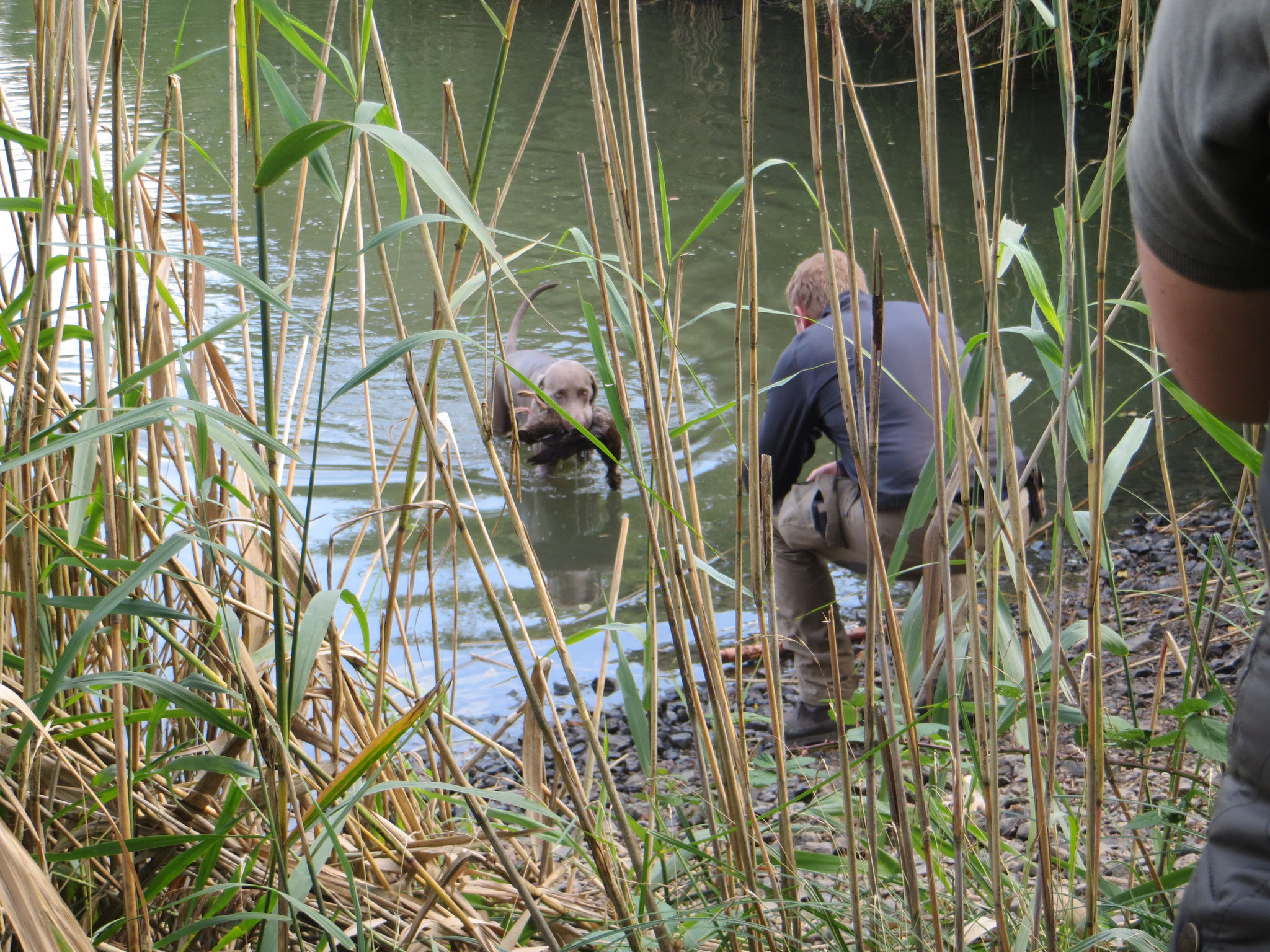 Amras bringt die Ente nach Überprüfung der Schussfestigkeit am Wasser.