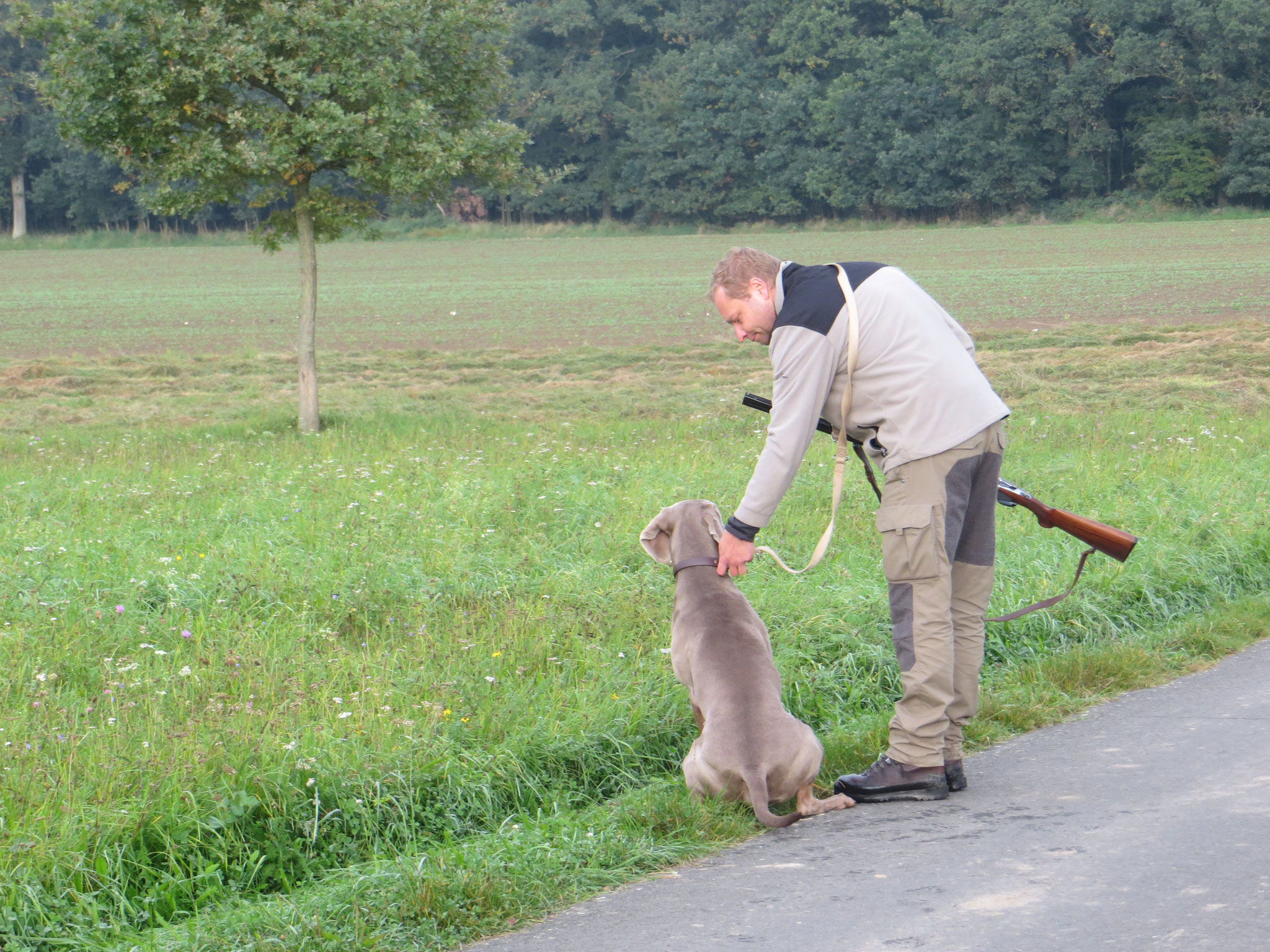 Weimaraner Amras wird von Kay Lienert zur Suche geschnallt.