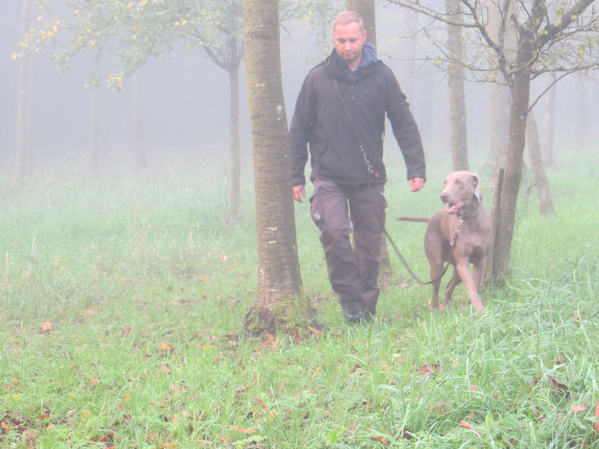 Weimaraner Amras und ...