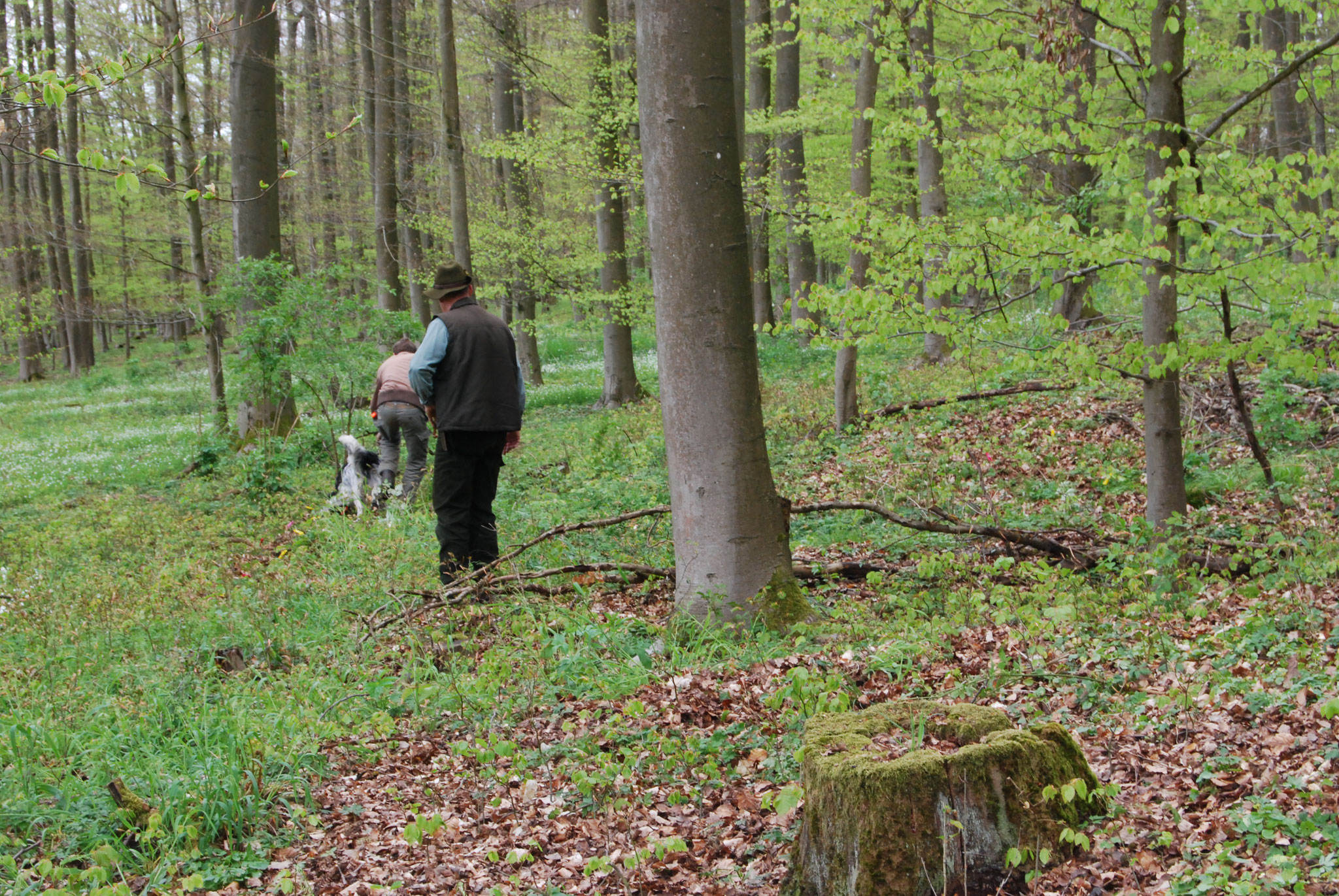 Auch dieser Hund sucht konzentriert und mit tiefer Nase.