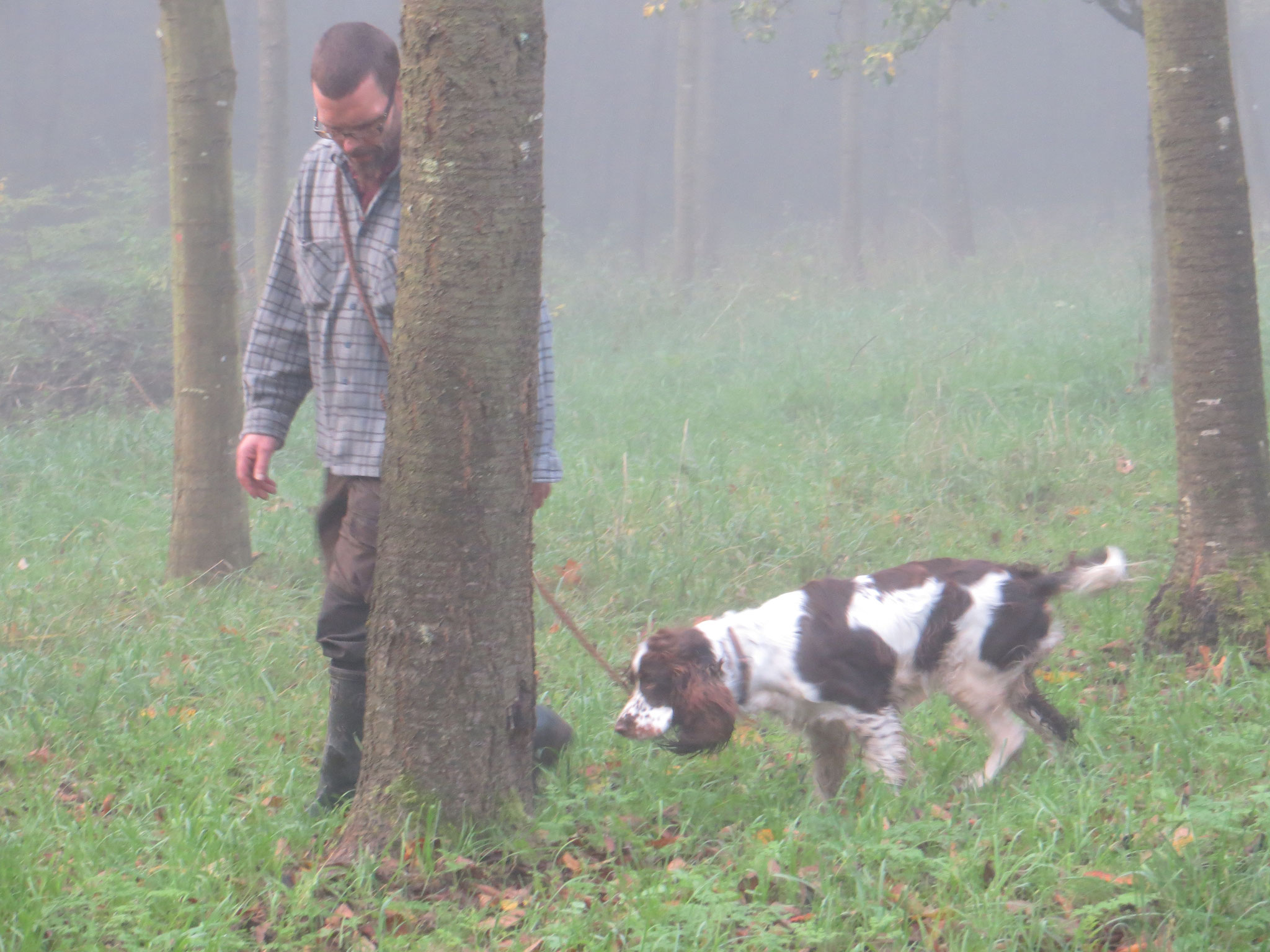 ... Springer Spaniel Emma bei der Leinenführigkeit.