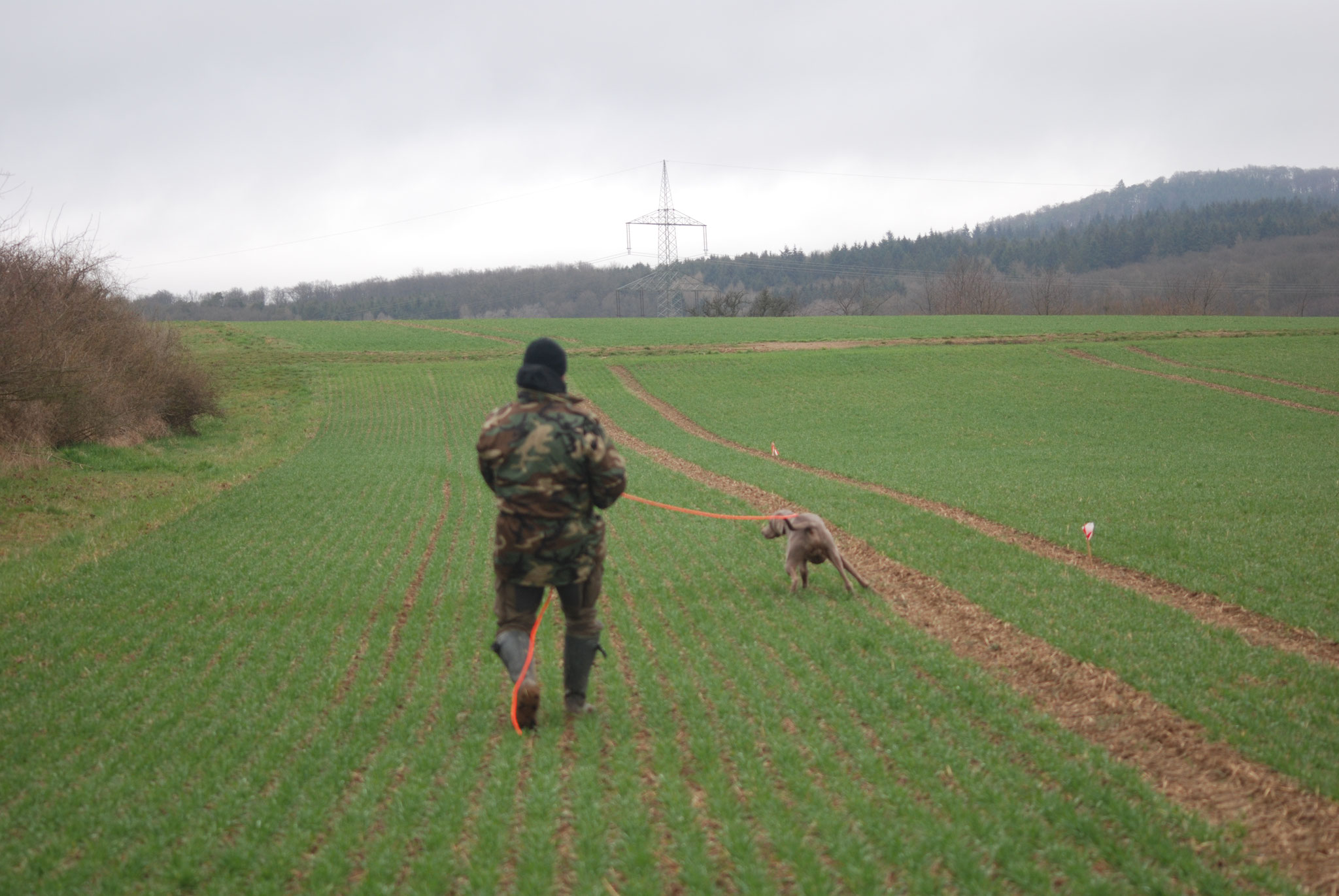 Der Weimaraner sucht, ...