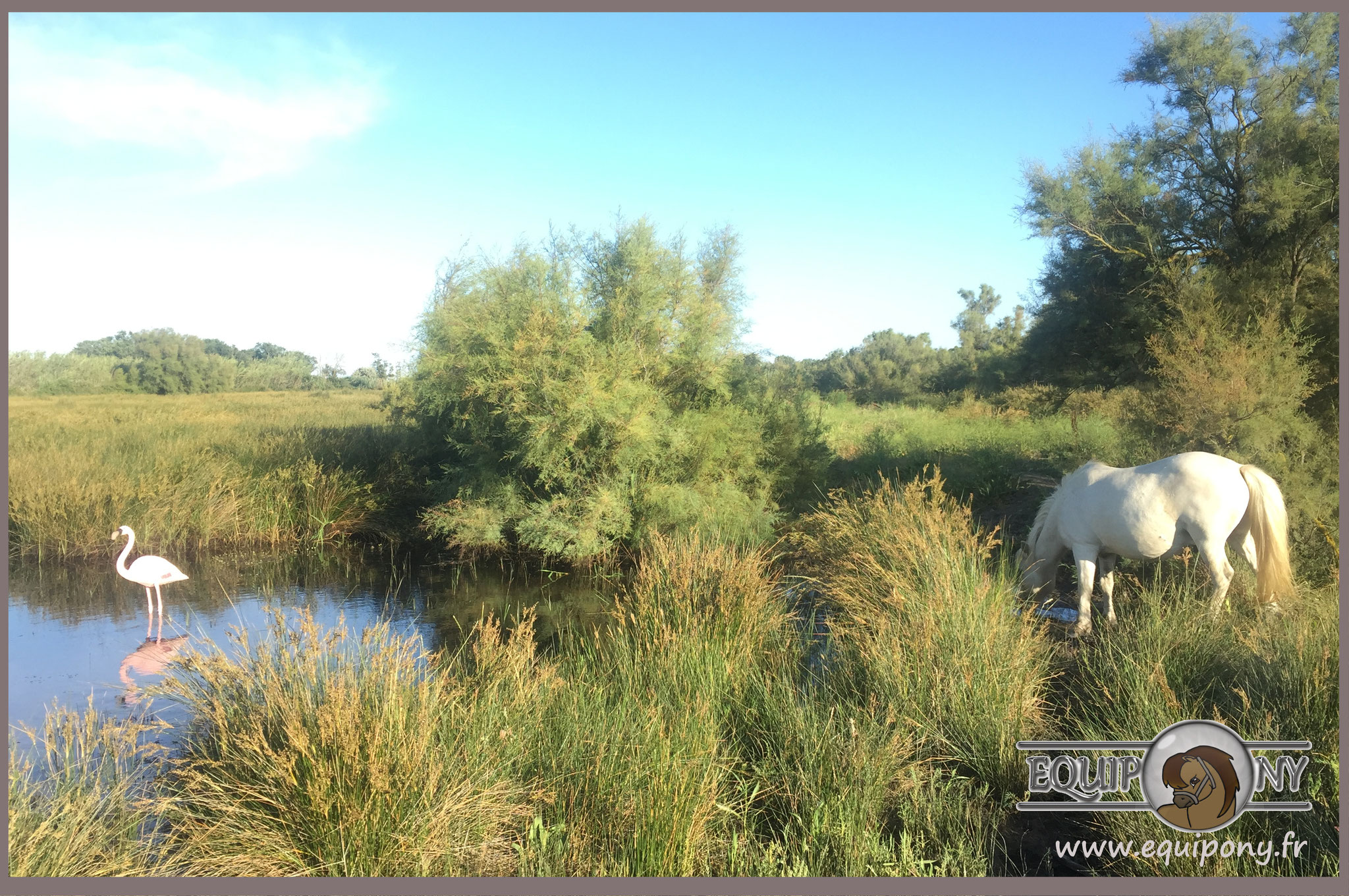 site de rencontre poney